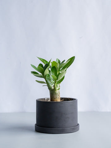 【一点もの】アデニウム・アラビカム Table-M #6