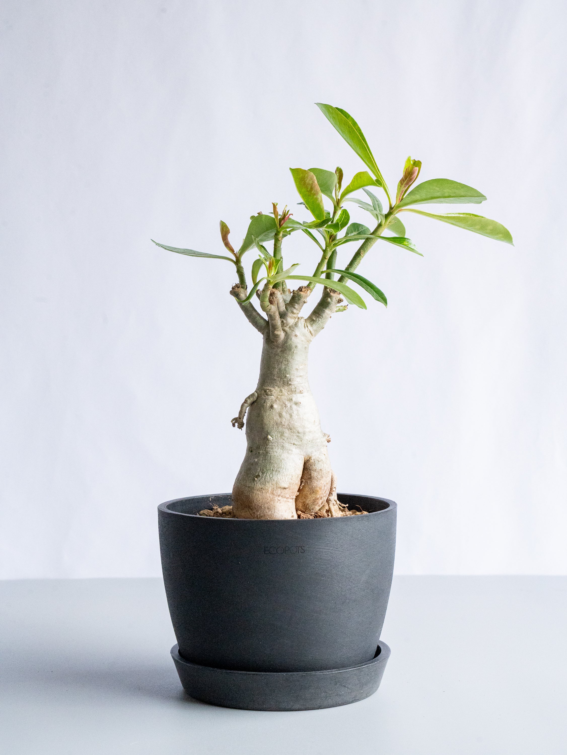 【一点もの】アデニウム・オベスム Table-L #9