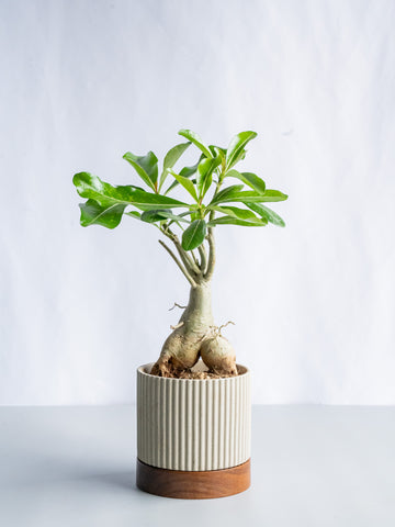 【一点もの】アデニウム・オベスム Table-L #7