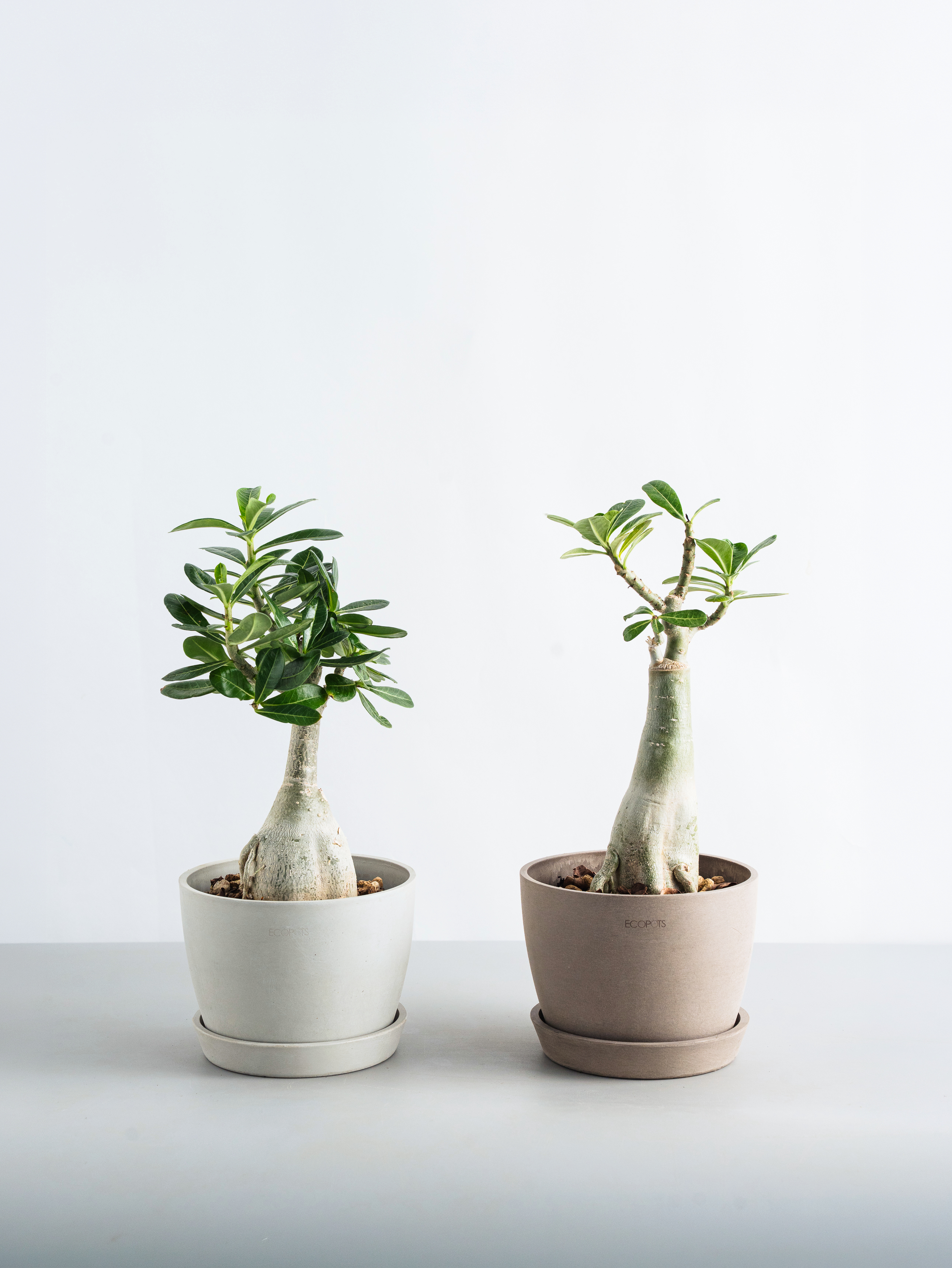アデニウム・オベスム Table-L | 観葉植物の通販 AND PLANTS (アンド