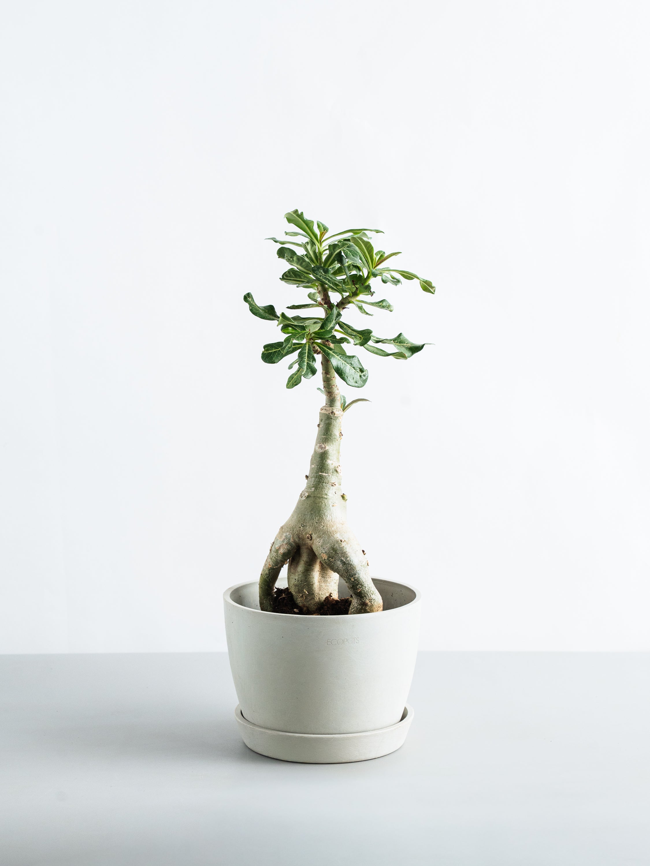 アデニウム・オベスム Table-L | 観葉植物の通販 AND PLANTS (アンド