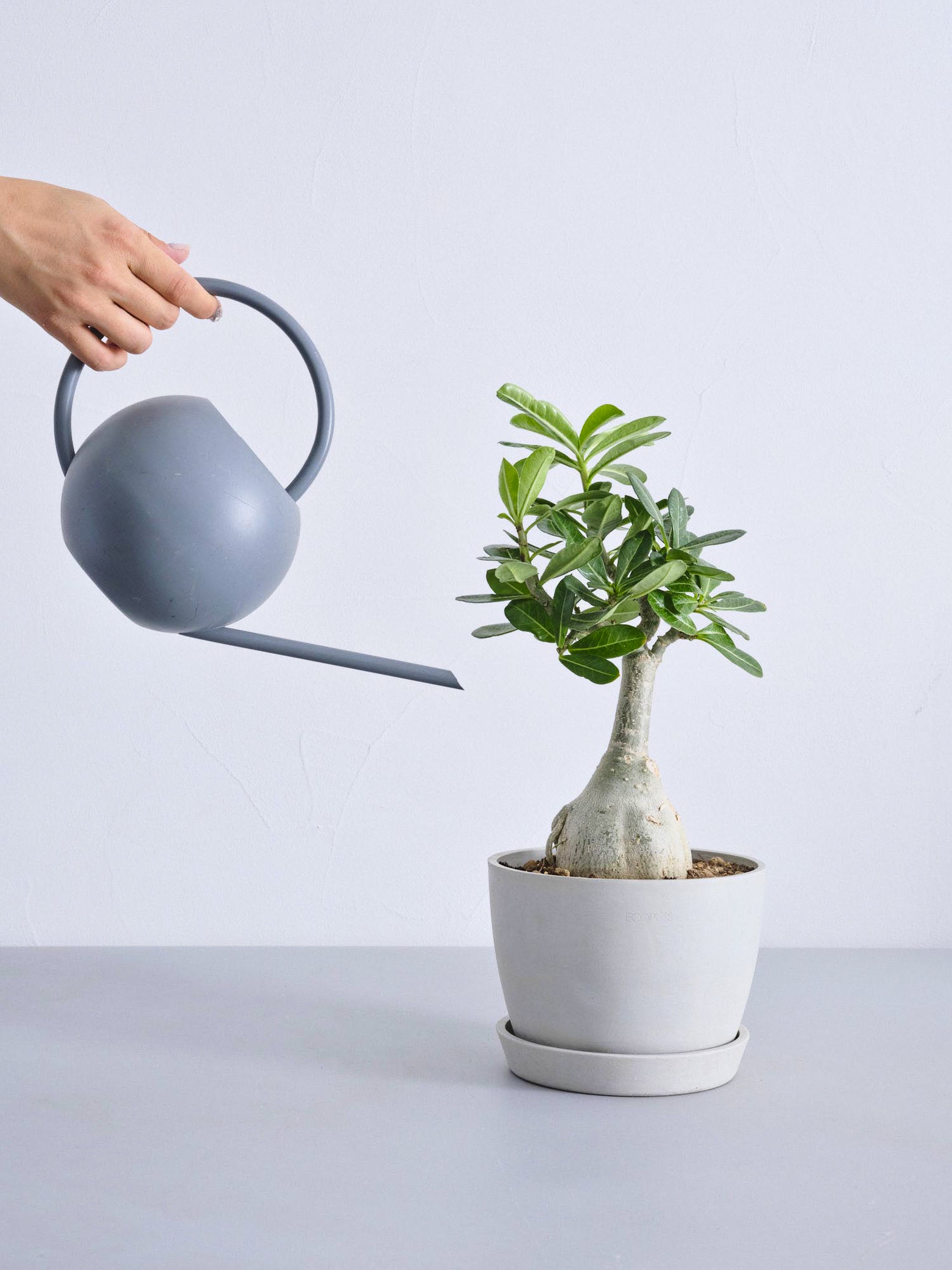 アデニウム・オベスム Table-L | 観葉植物の通販 AND PLANTS (アンド