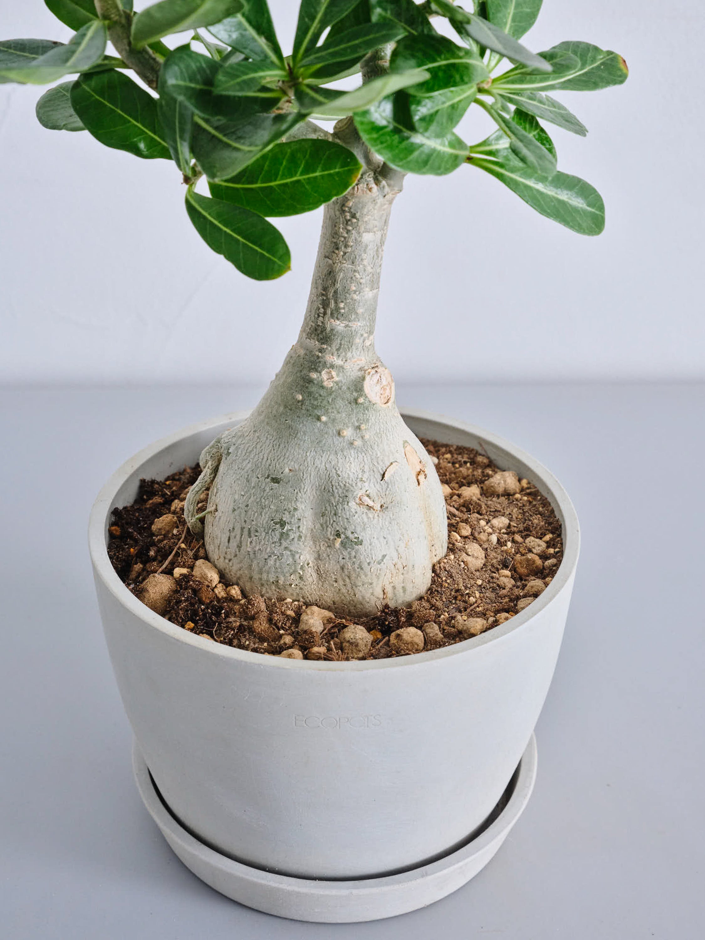 アデニウム・オベスム Table-L | 観葉植物の通販 AND PLANTS (アンド