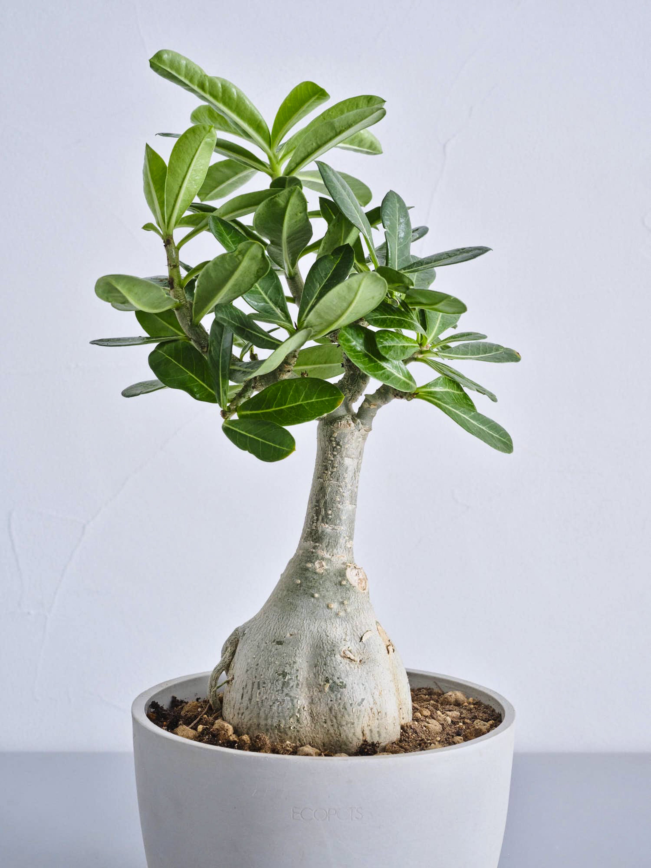 アデニウム・オベスム Table-L | 観葉植物の通販 AND PLANTS (アンド