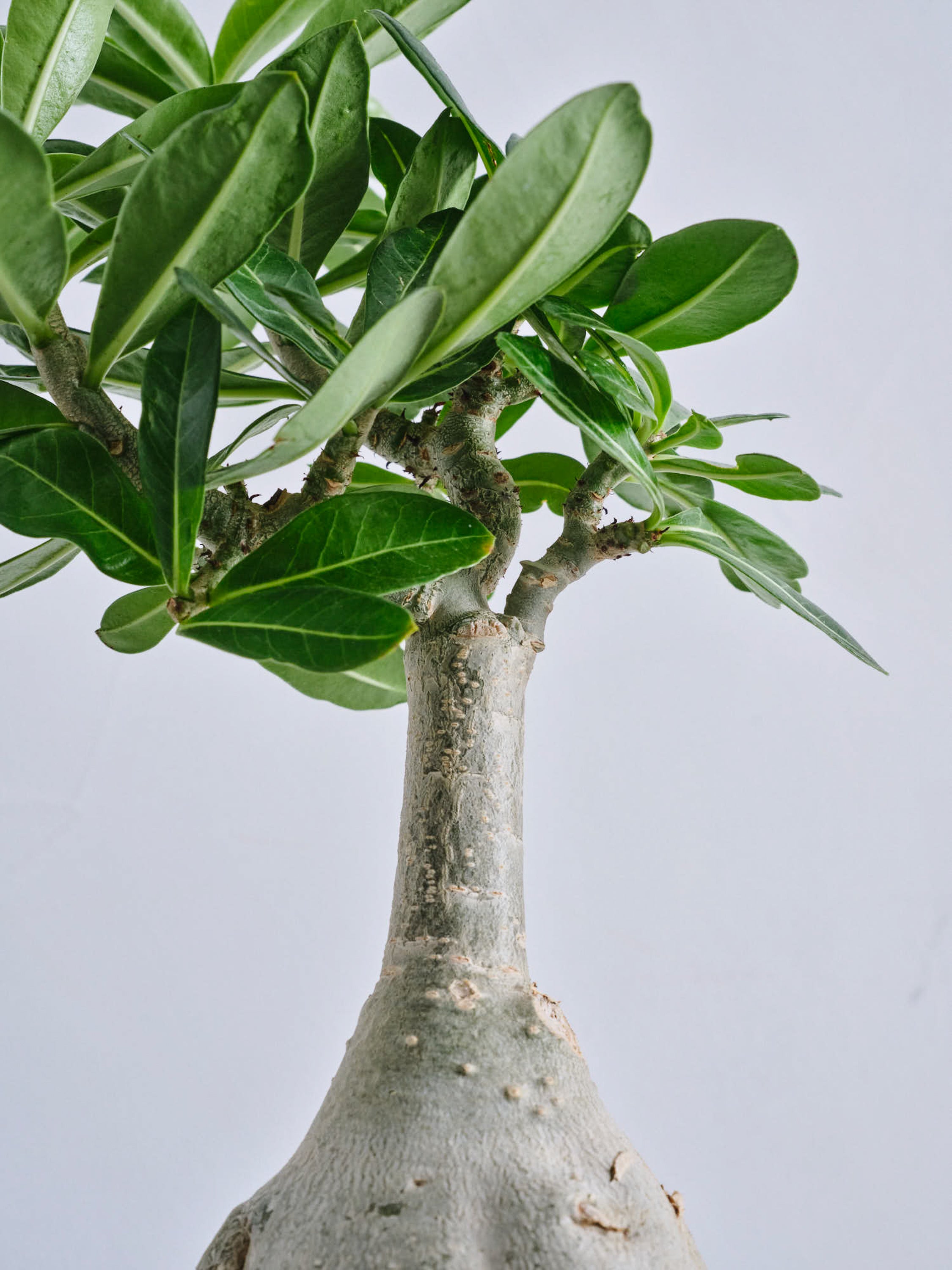 アデニウム・オベスム Table-L | 観葉植物の通販 AND PLANTS (アンド