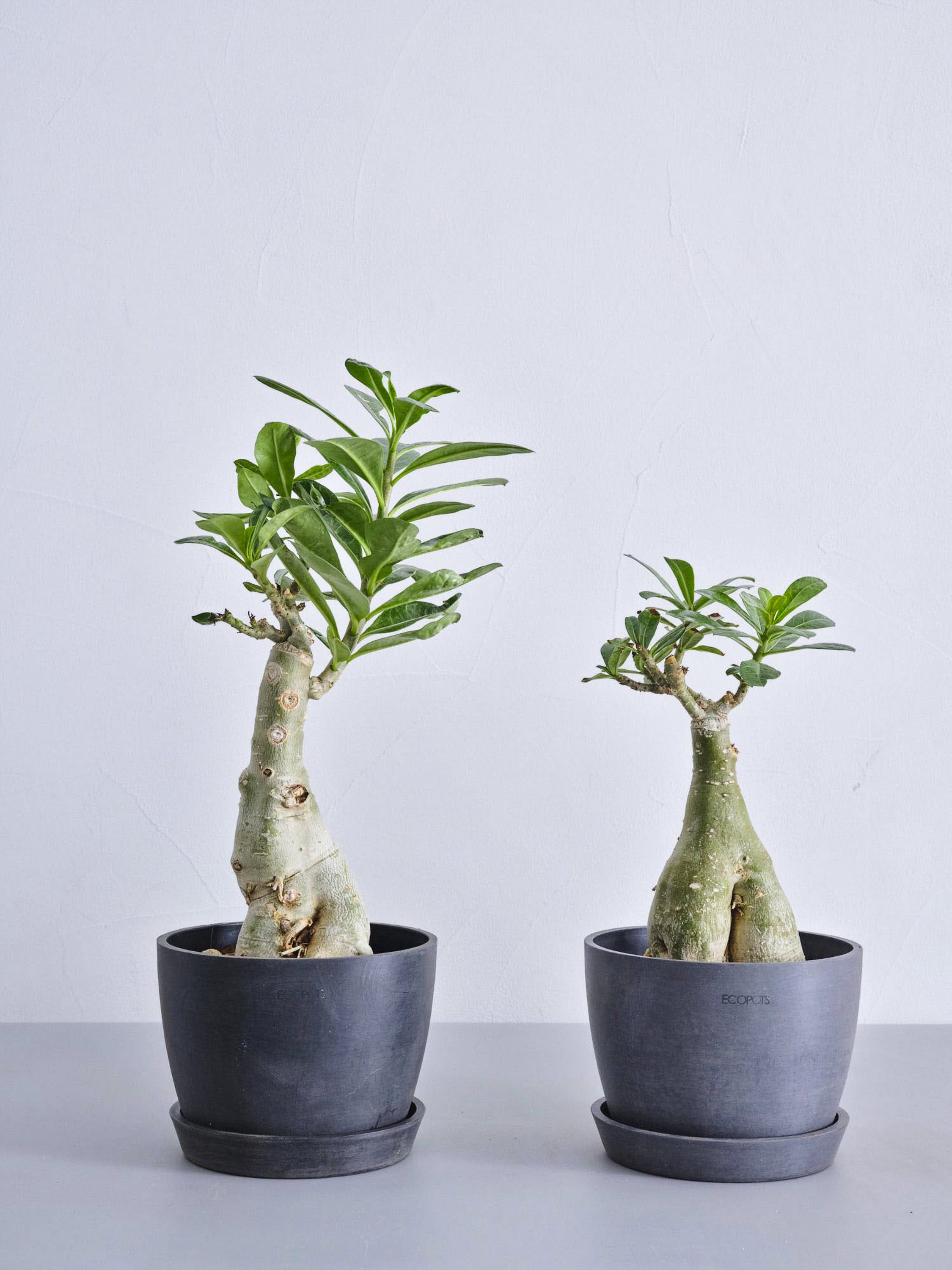 アデニウム・オベスム Table-L | 観葉植物の通販 AND PLANTS (アンド