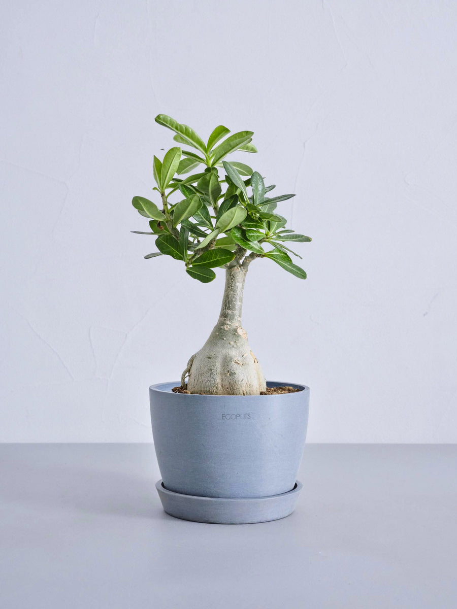アデニウム・オベスム | 観葉植物の通販 AND PLANTS (アンドプランツ)