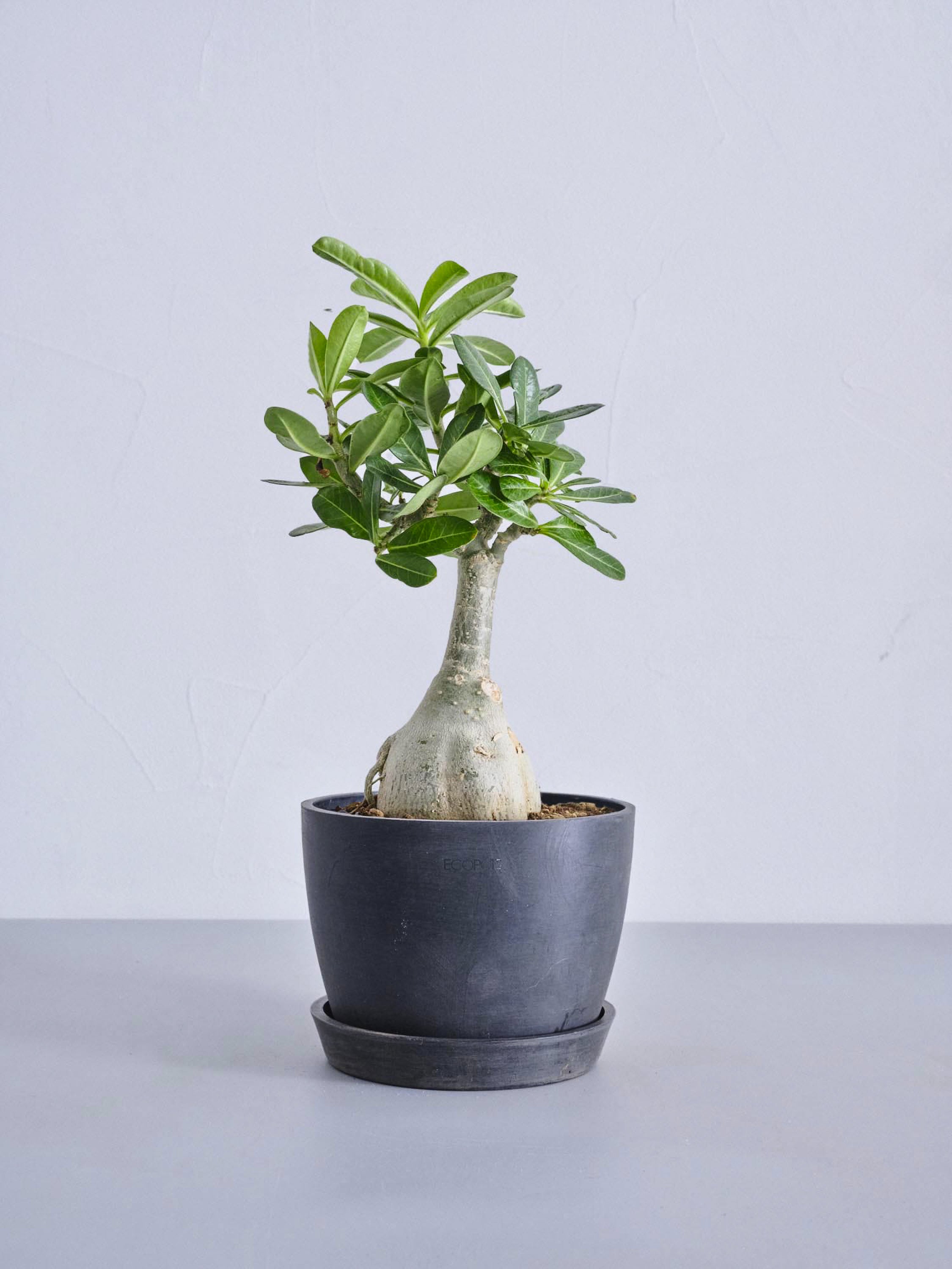 アデニウム・オベスム Table-L | 観葉植物の通販 AND PLANTS (アンド
