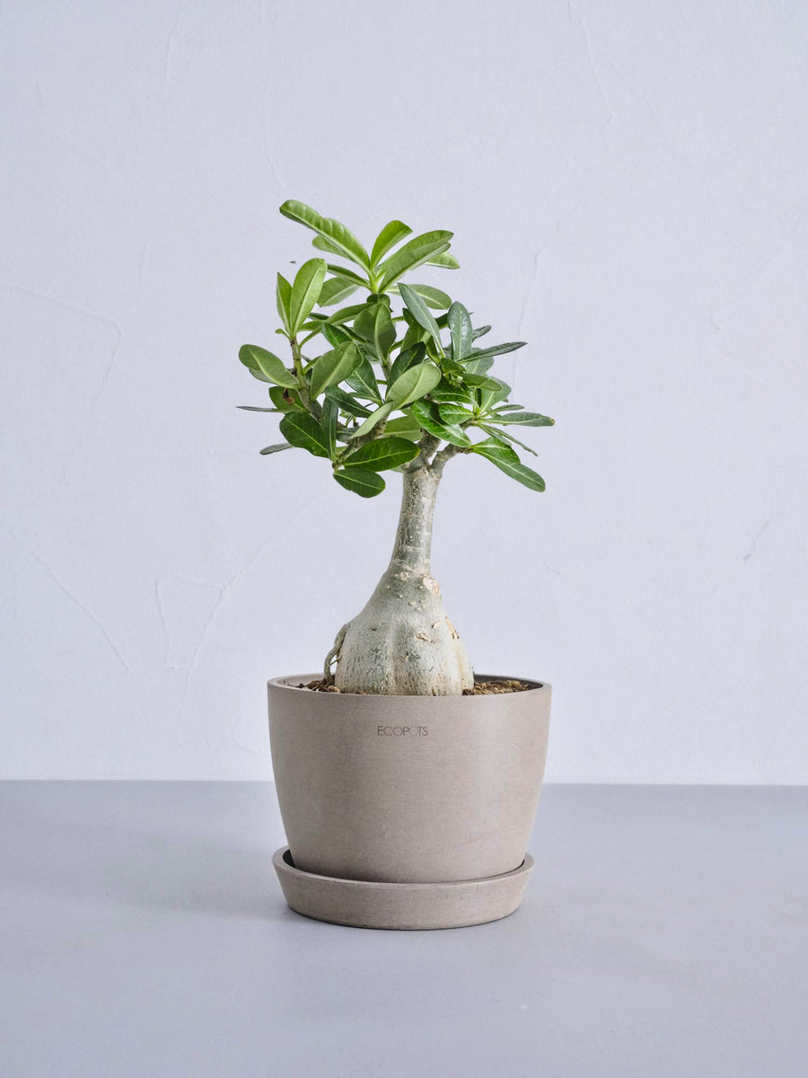 アデニウム・オベスム 5号 | 観葉植物の通販 AND PLANTS (アンドプランツ)