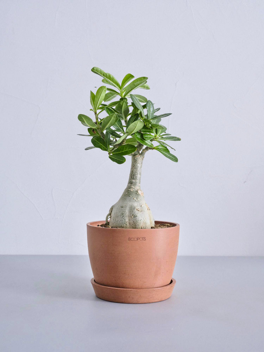 アデニウム・オベスム | 観葉植物の通販 AND PLANTS (アンドプランツ)