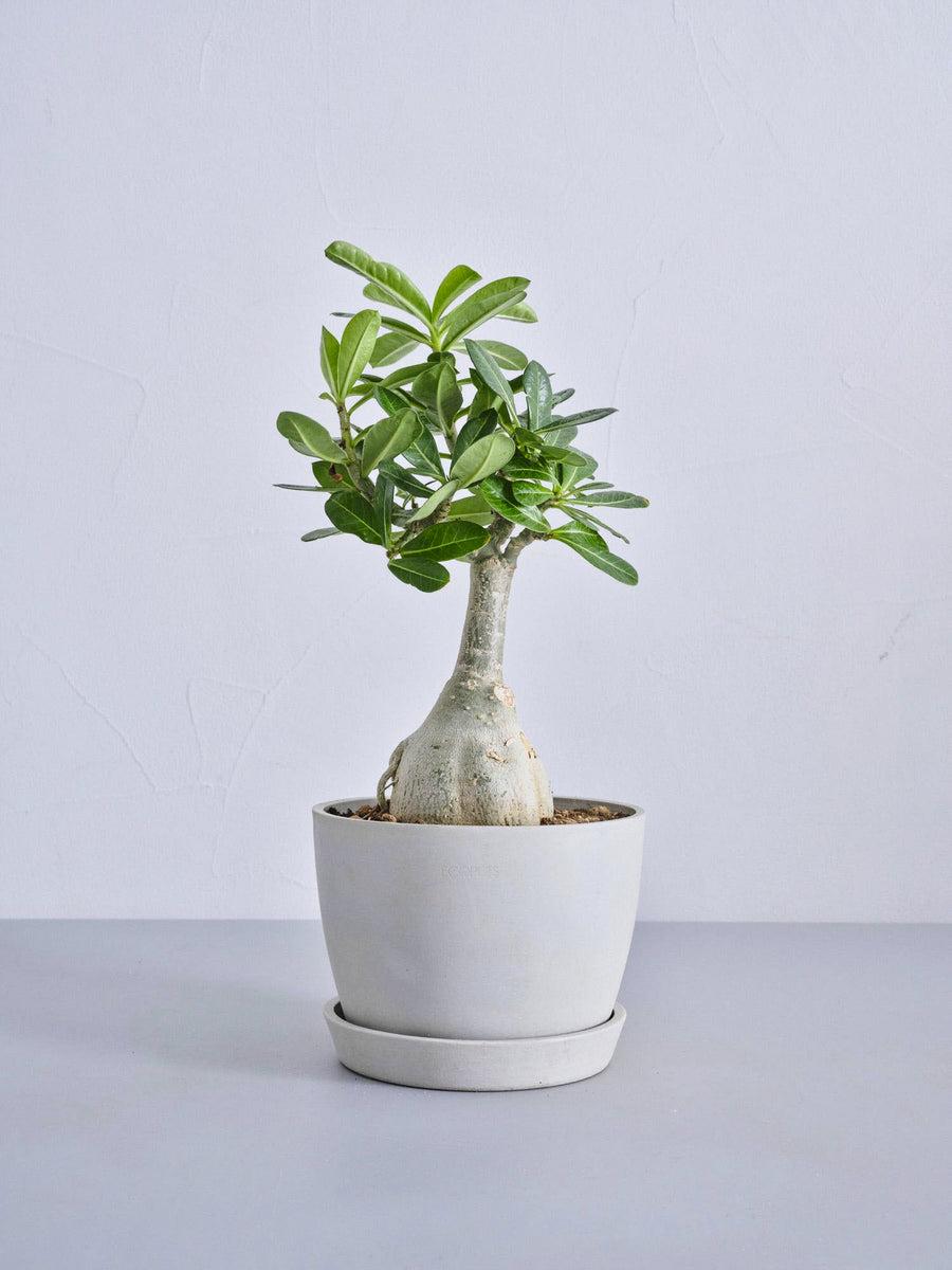 アデニウム・オベスム 5号 | 観葉植物の通販 AND PLANTS (アンドプランツ)