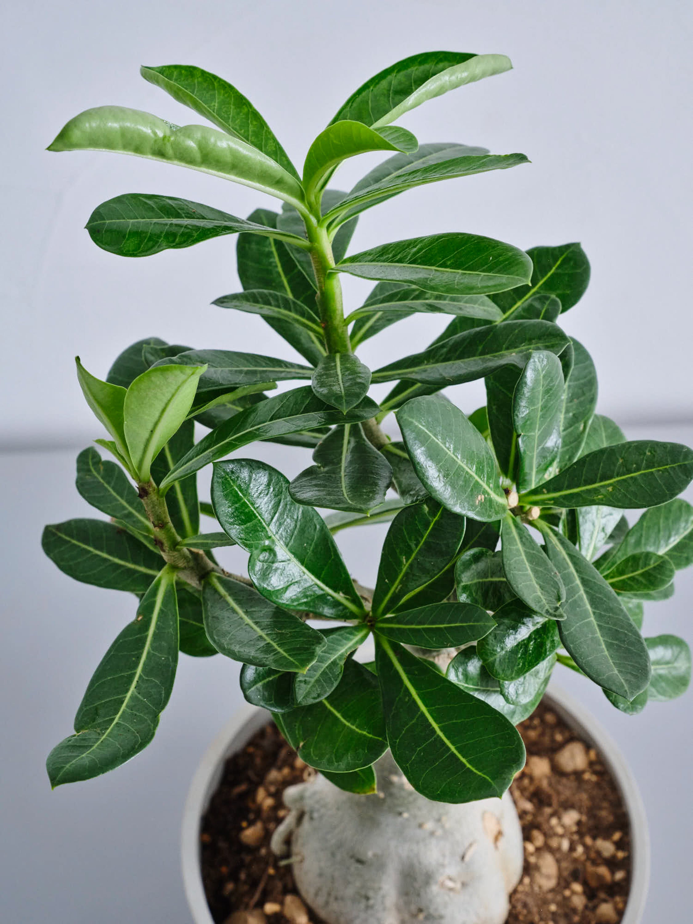 アデニウム・オベスム Table-L | 観葉植物の通販 AND PLANTS (アンド