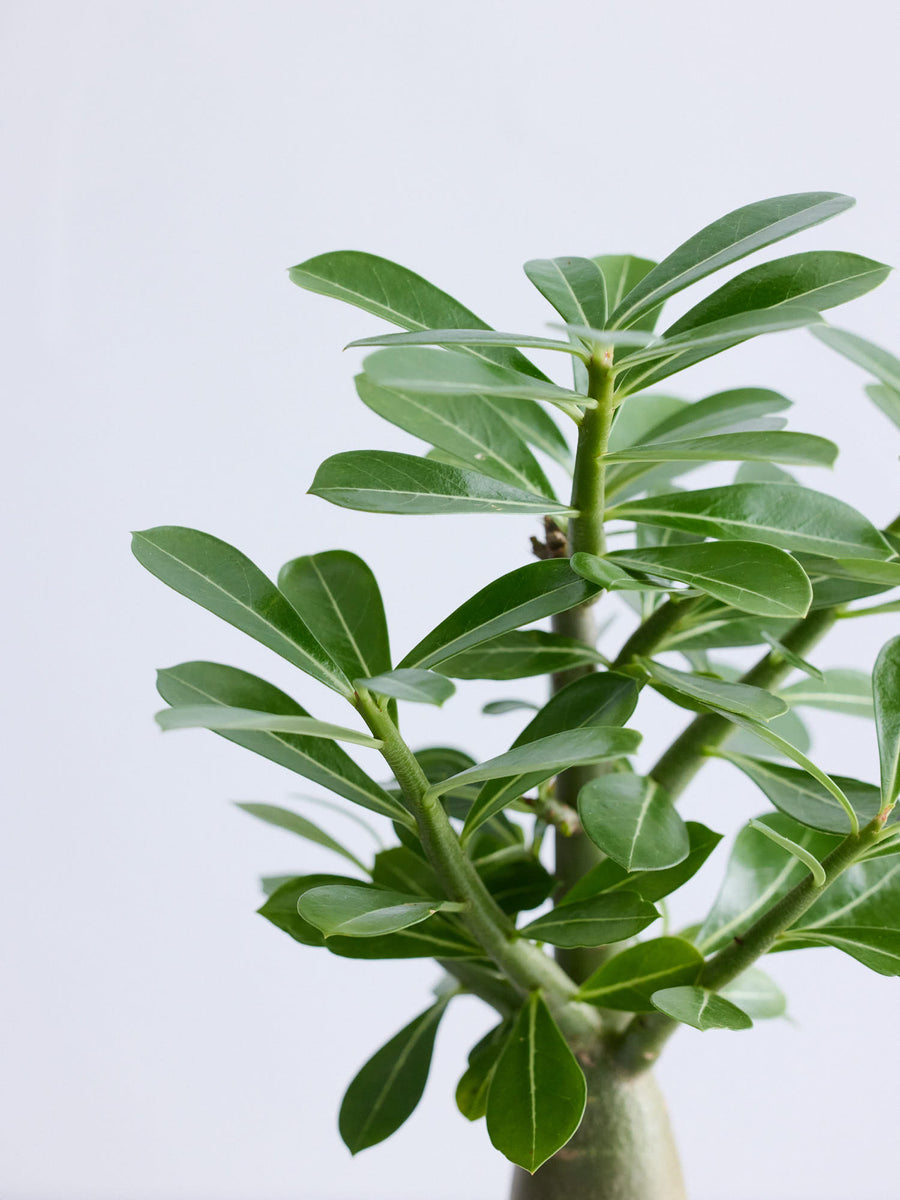 アデニウム・オベスム 5号 | 観葉植物の通販 AND PLANTS (アンドプランツ)
