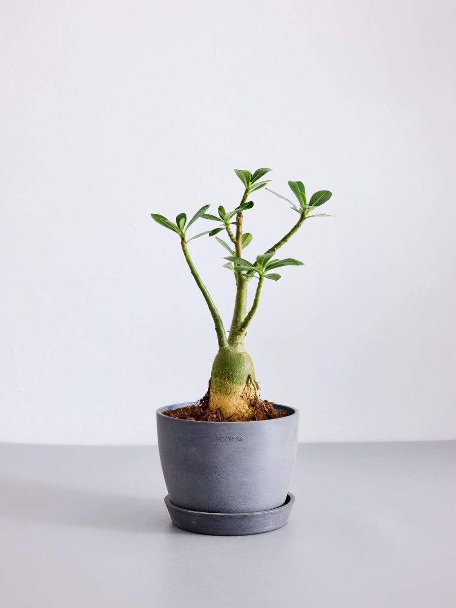 アデニウム・オベスム 5号 | 観葉植物の通販 AND PLANTS (アンドプランツ)
