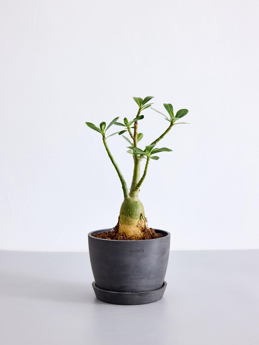 アデニウム・オベスム | 観葉植物の通販 AND PLANTS (アンドプランツ)