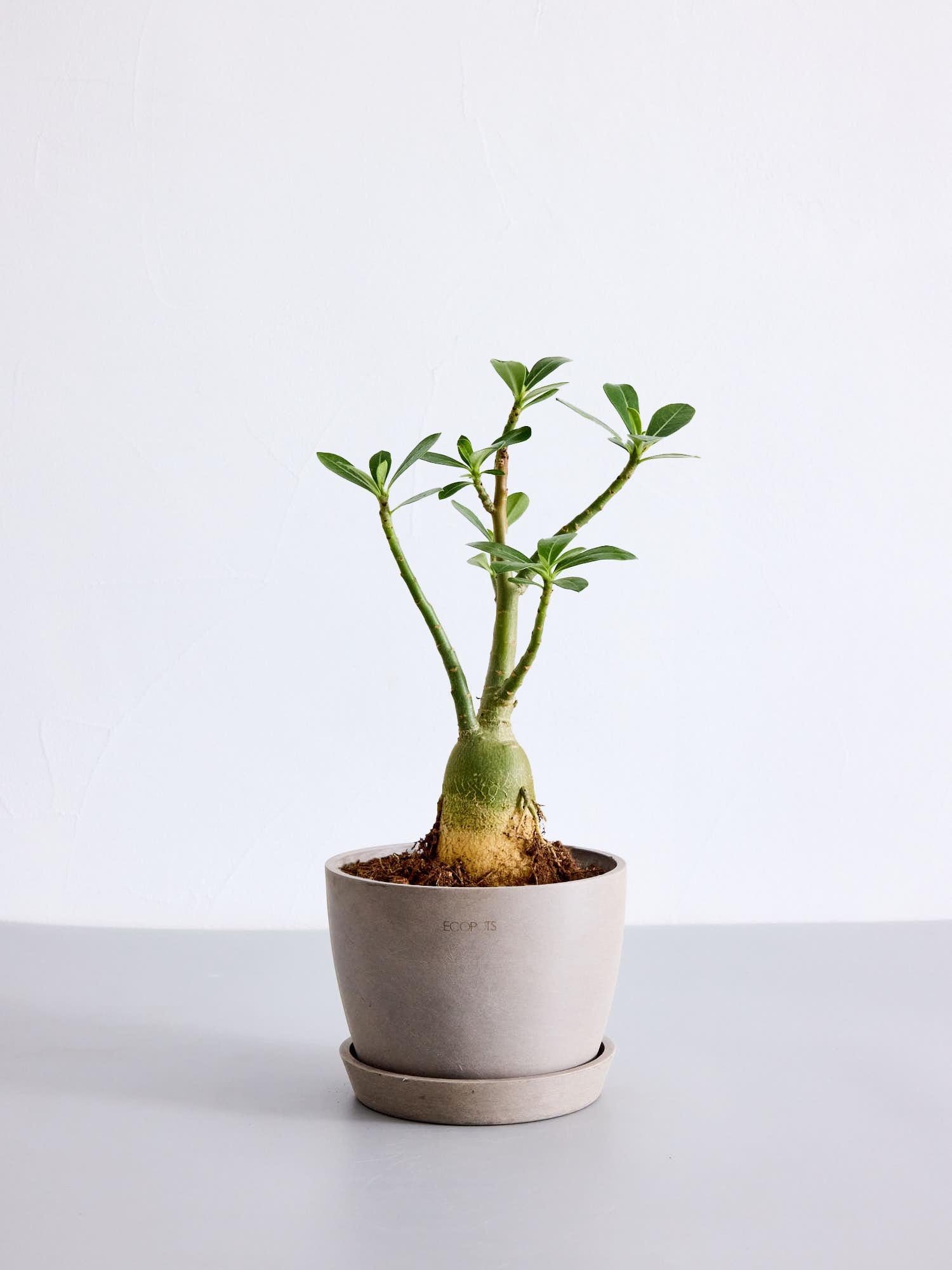 アデニウム オベスム Adenium obesum アデニウム・オベスム (Adenium obesum)