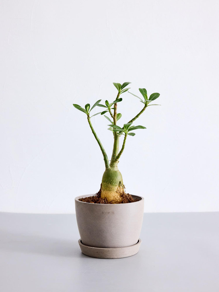 アデニウム・オベスム 5号 | 観葉植物の通販 AND PLANTS (アンドプランツ)