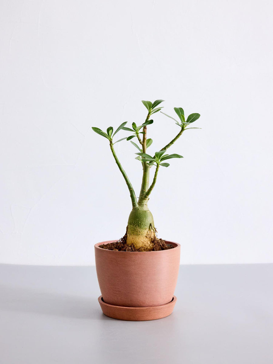 【お得セット】アデニウム　オベスム　10品種セット アデニウム・オベスム | 観葉植物の通販 AND PLANTS (アンドプランツ)
