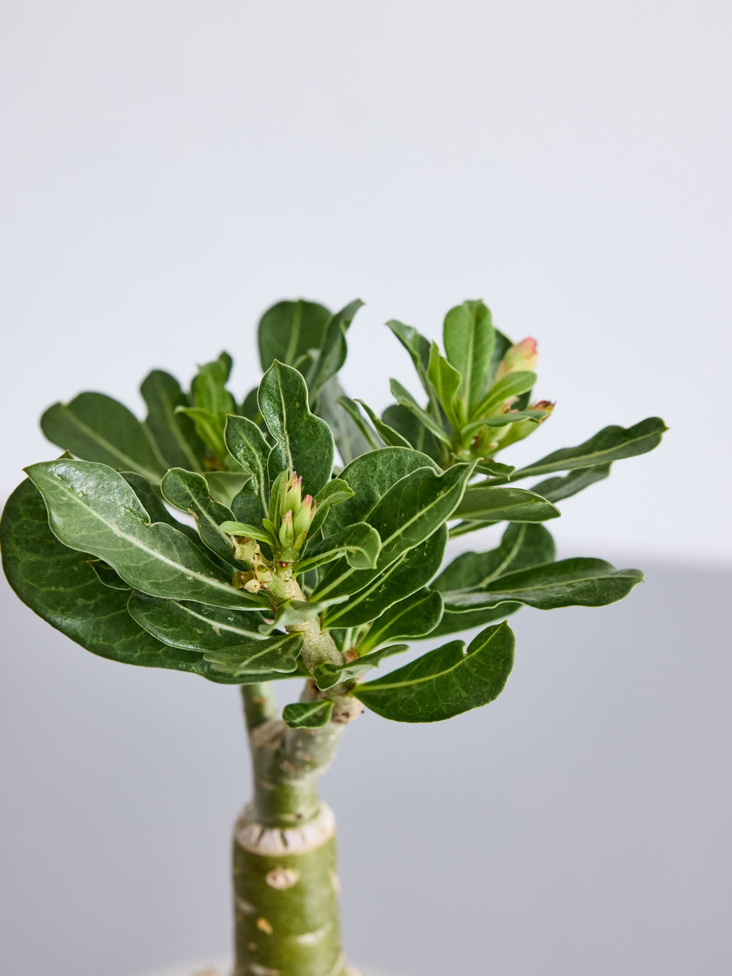 アデニウム・オベスム Table-L | 観葉植物の通販 AND PLANTS (アンド