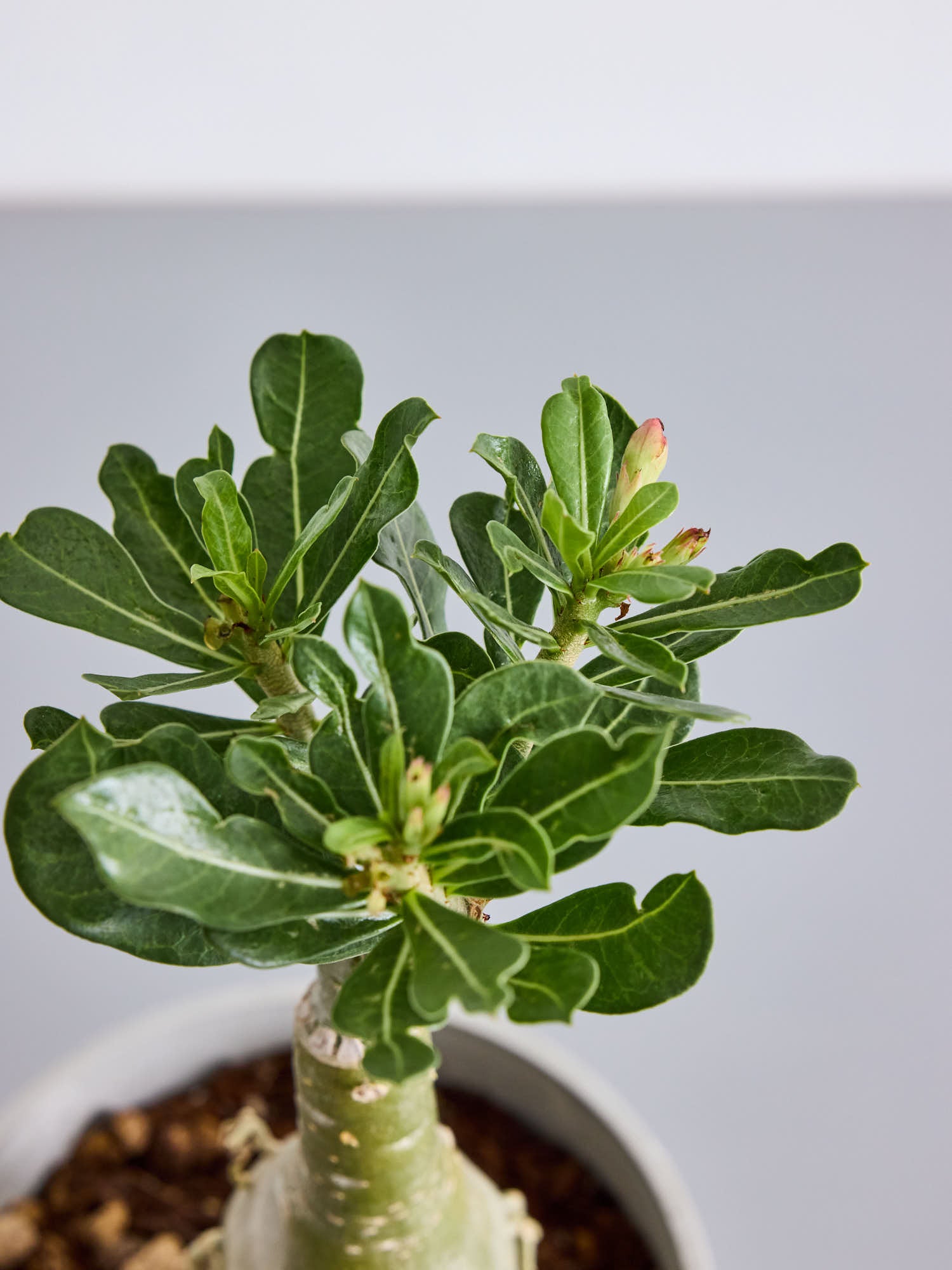 アデニウム・オベスム Table-L | 観葉植物の通販 AND PLANTS (アンド