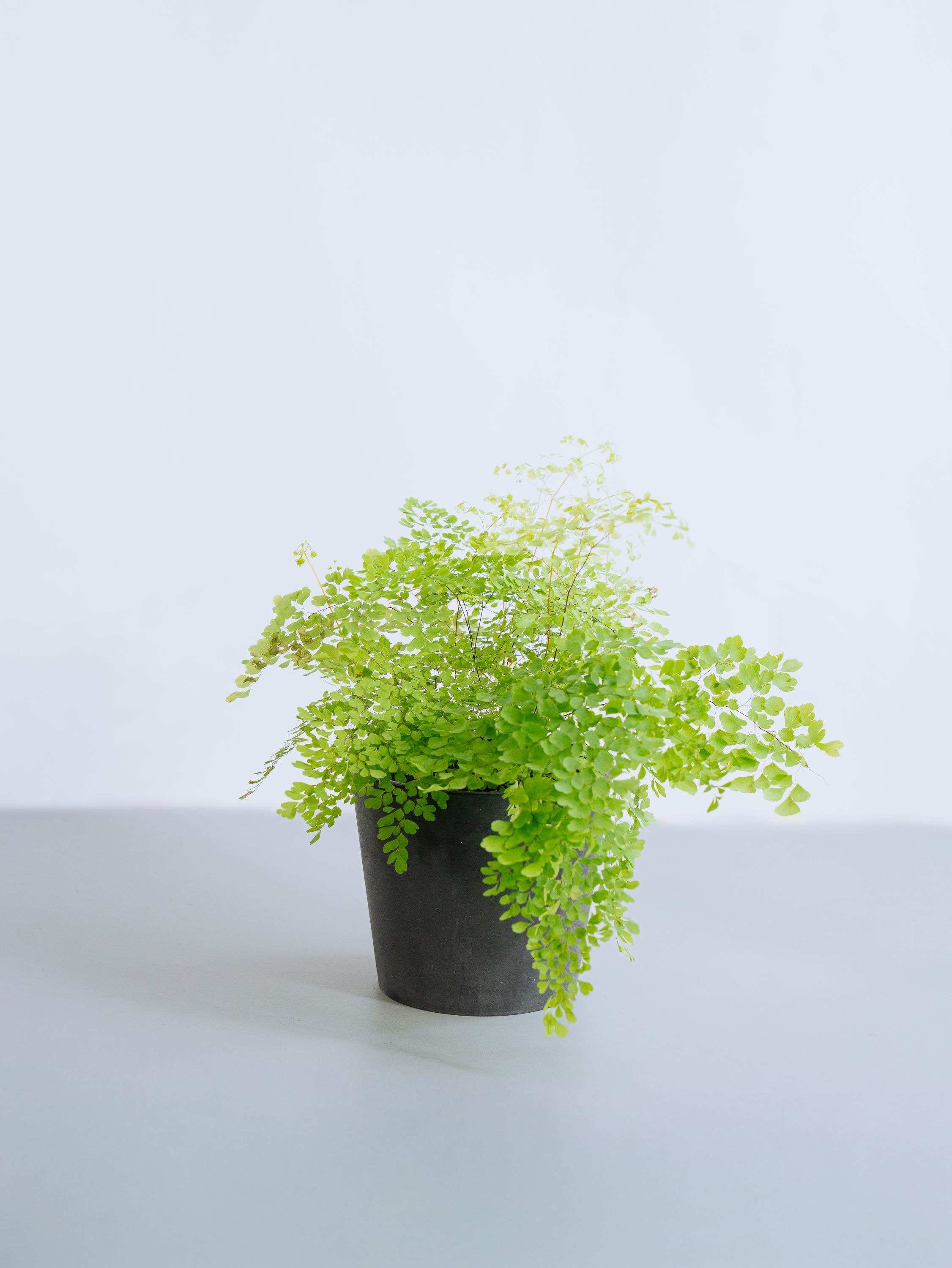 アジアンタム・ミクロフィラム Table-M | 観葉植物の通販 AND PLANTS