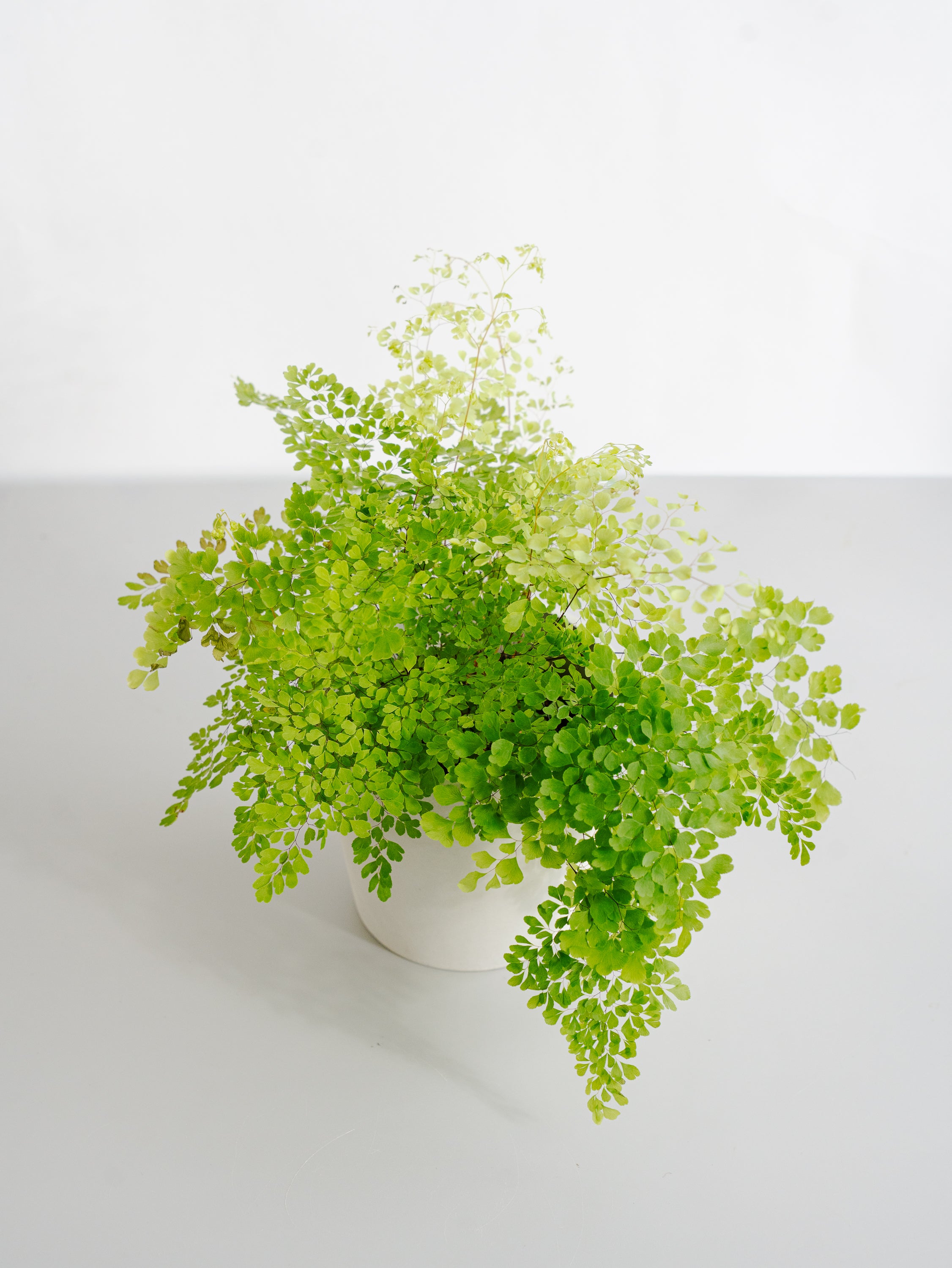 アジアンタム・ミクロフィラム Table-M | 観葉植物の通販 AND PLANTS