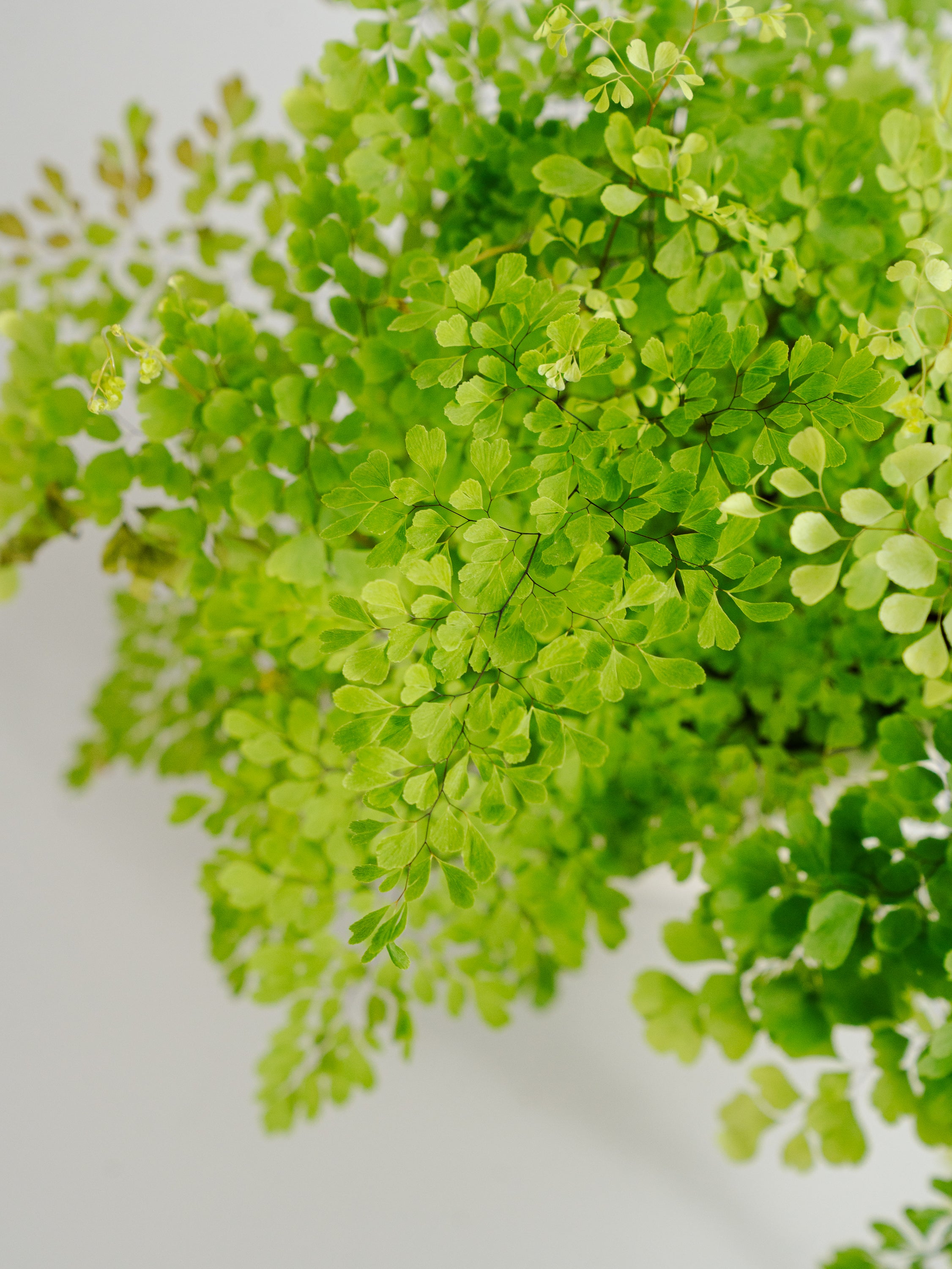 アジアンタム・ミクロフィラム Table-M | 観葉植物の通販 AND PLANTS