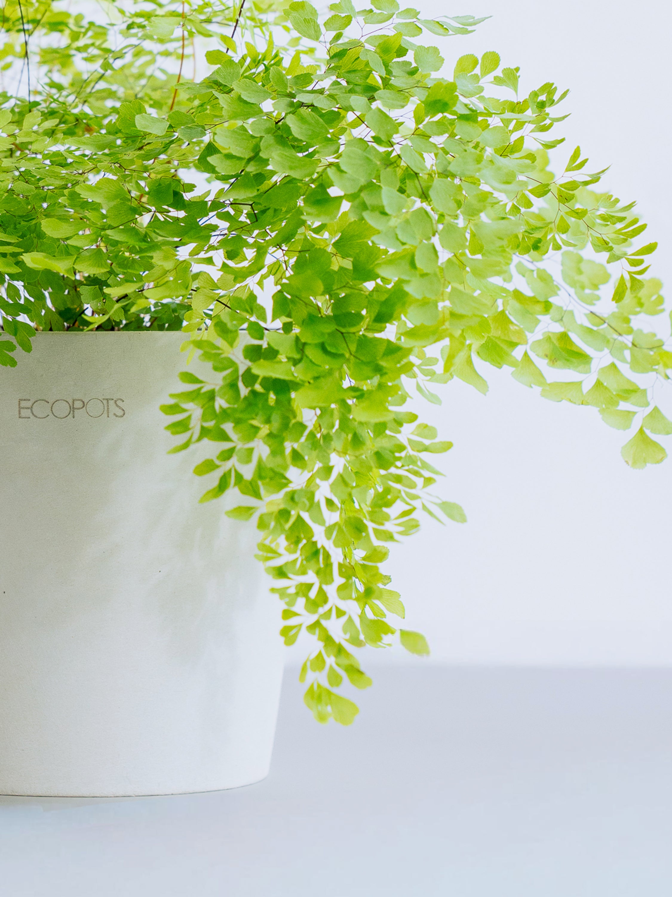 アジアンタム・モノカラー Table-M | 観葉植物の通販 AND PLANTS
