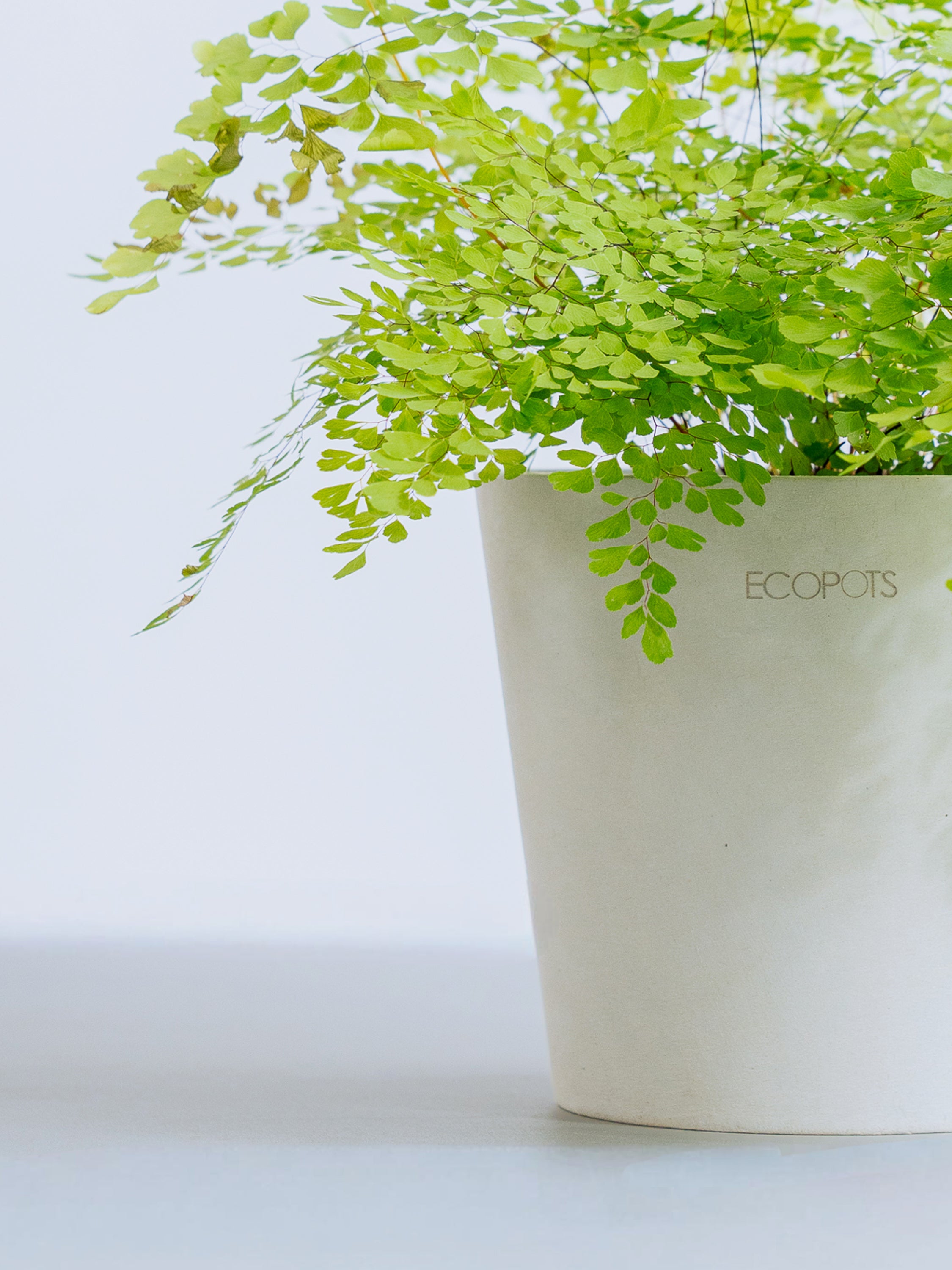 アジアンタム・ミクロフィラム Table-M | 観葉植物の通販 AND PLANTS