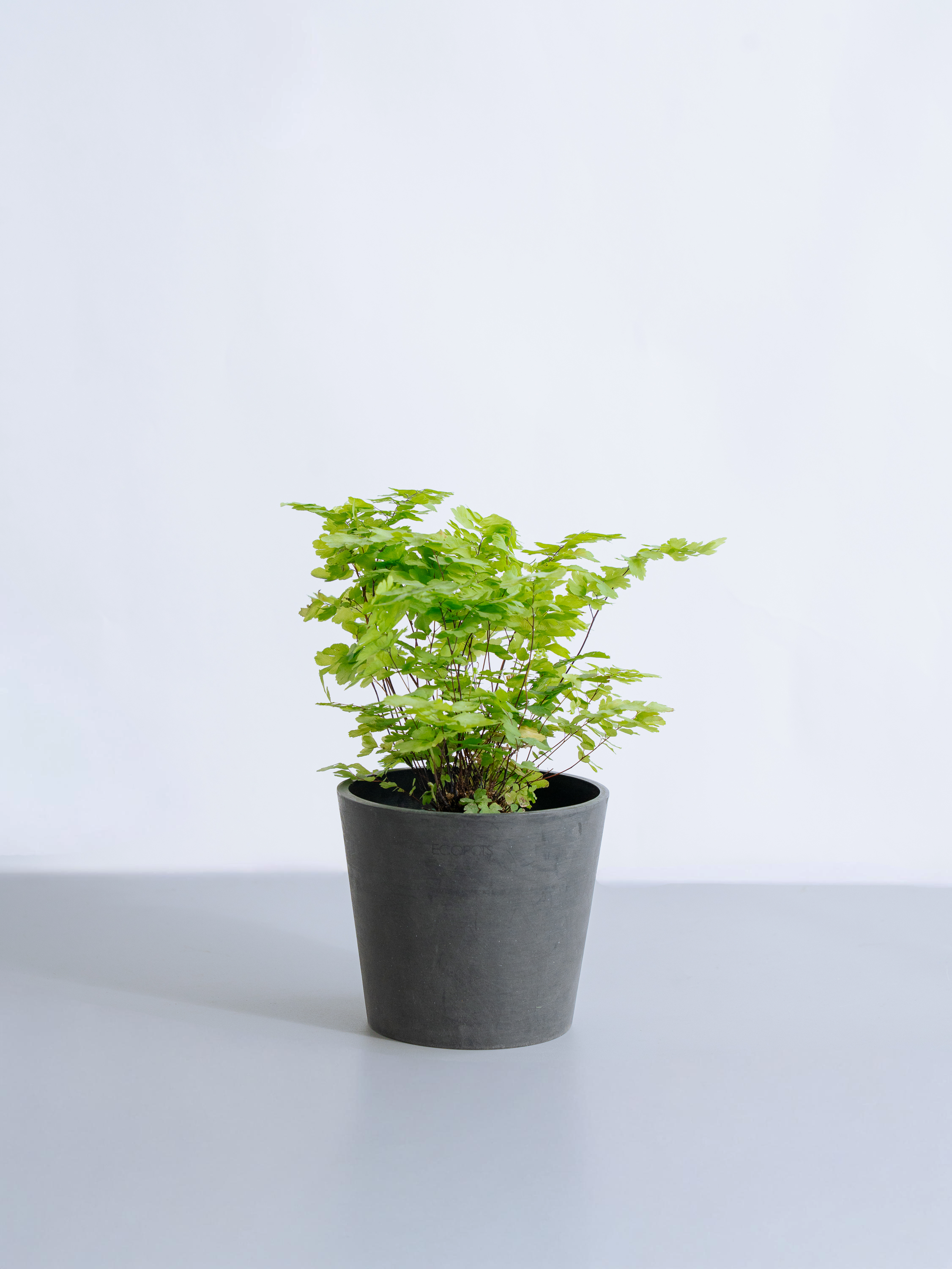 人工観葉植物 アジアンタム50×50 6枚(25×25分割24枚)送料込！ アジアンタム・モノカラー Table-M | 観葉植物の通販 AND PLANTS