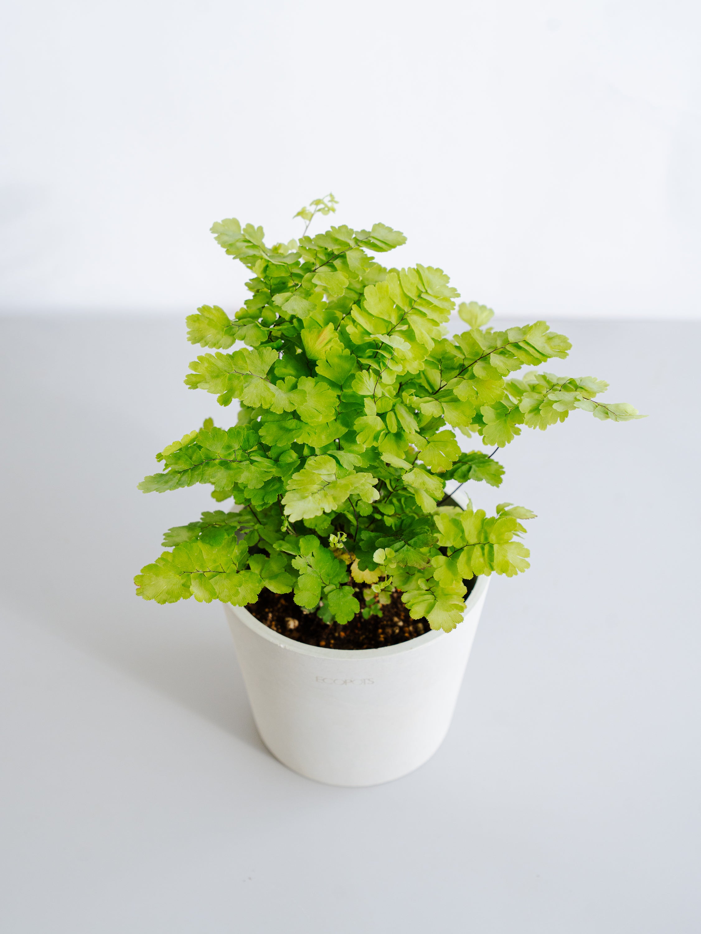 アジアンタム・モノカラー Table-M | 観葉植物の通販 AND PLANTS