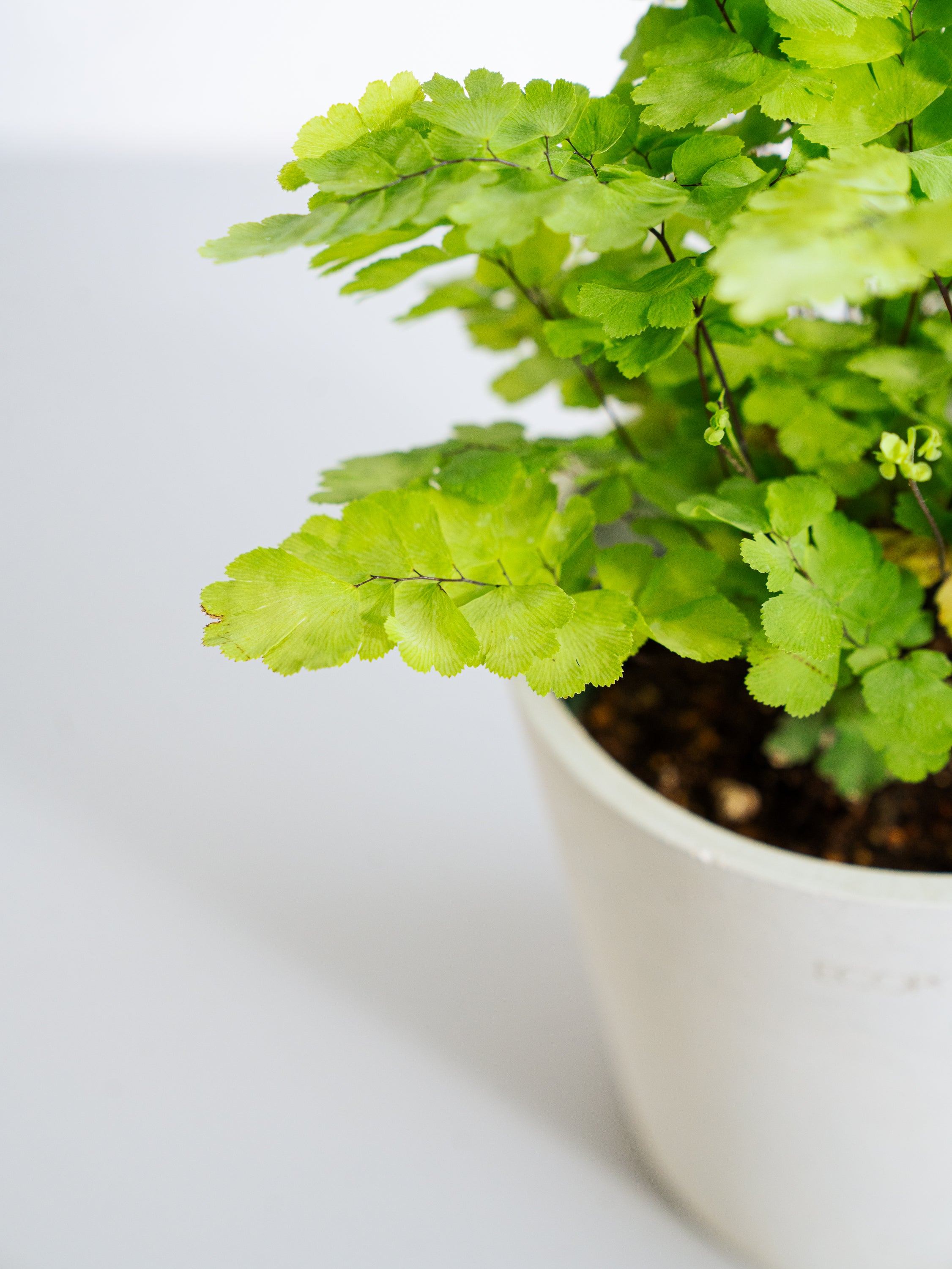 アジアンタム・ミクロフィラム Table-M | 観葉植物の通販 AND PLANTS