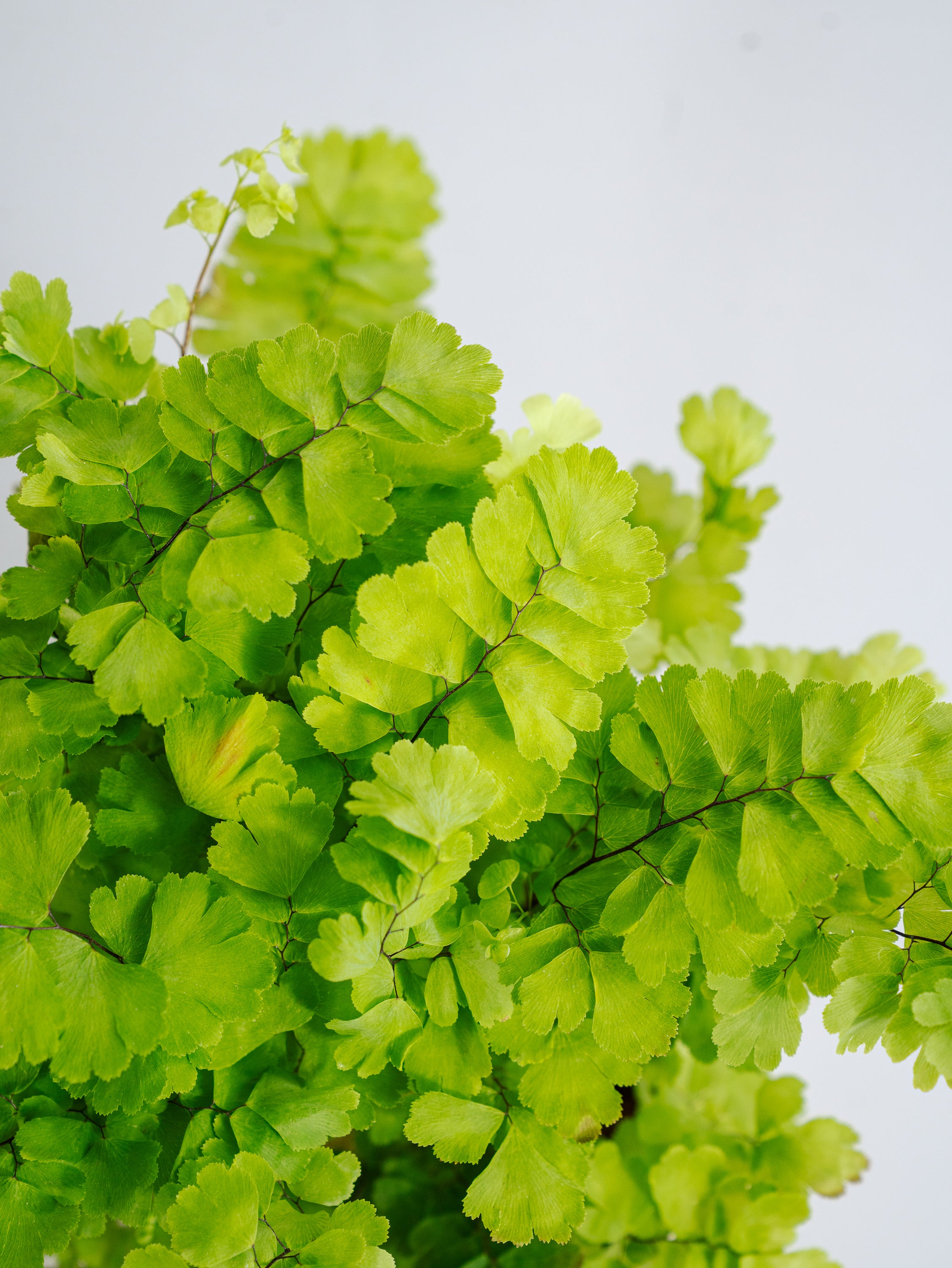 アジアンタム・モノカラー Table-M | 観葉植物の通販 AND PLANTS