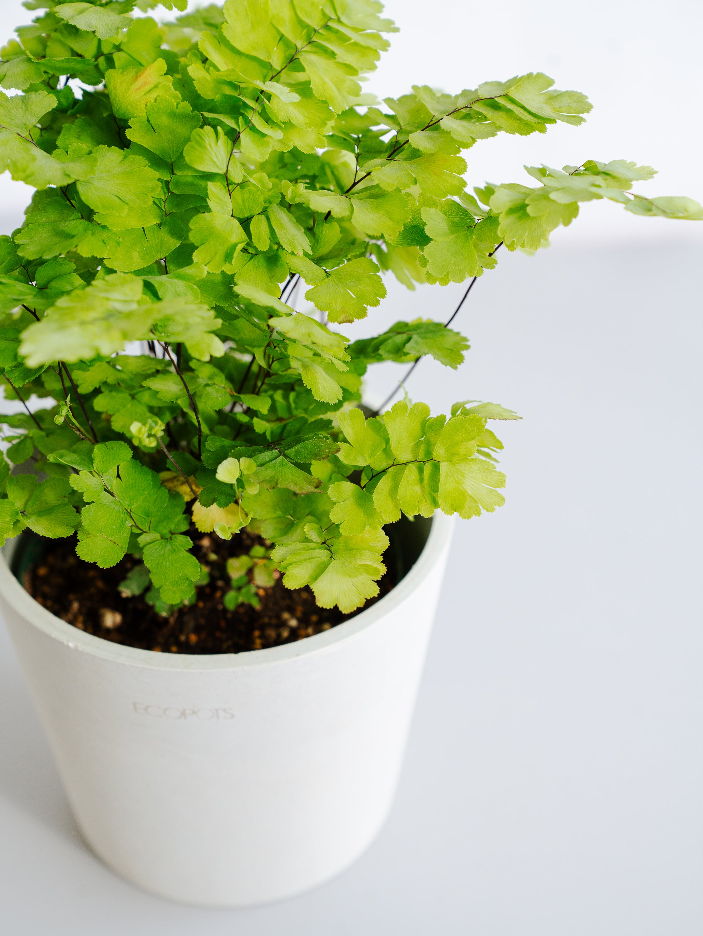アジアンタム・ミクロフィラム Table-M | 観葉植物の通販 AND PLANTS