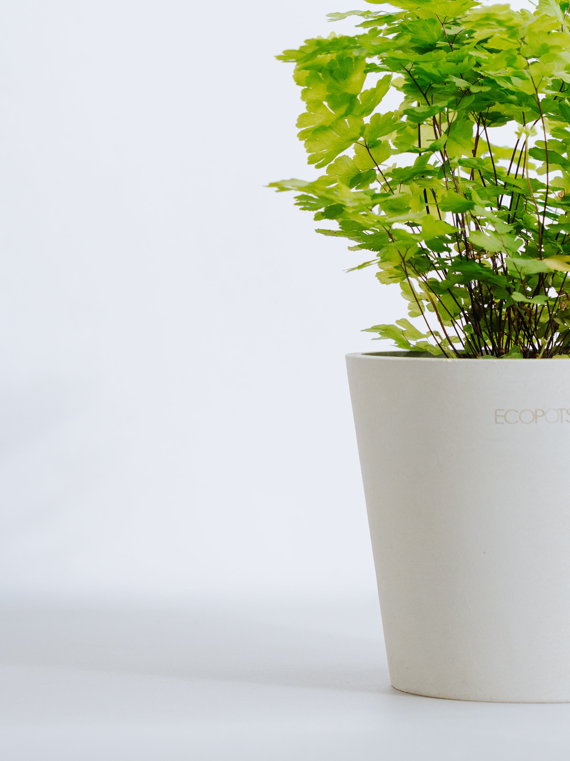 アジアンタム・ミクロフィラム Table-M | 観葉植物の通販 AND PLANTS