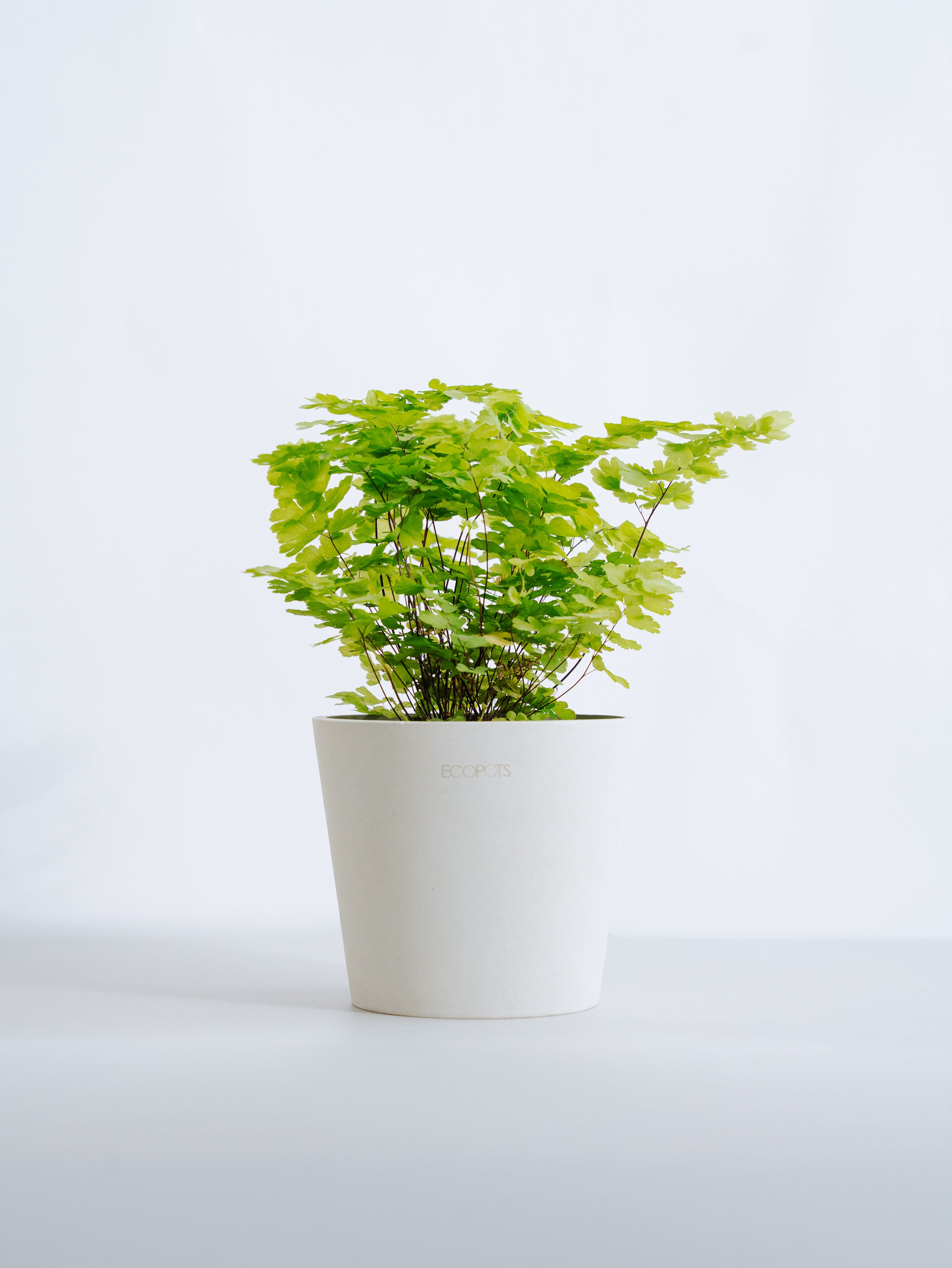 アジアンタム・モノカラー Table-M | 観葉植物の通販 AND PLANTS