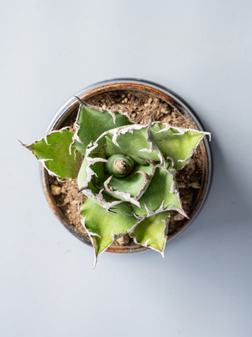 【一点もの】アガベ・チタノタ シーザー Table-M  #2