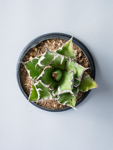 【一点もの】アガベ・チタノタ シーザー Table-M  #1