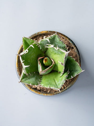 【一点もの】アガベ・チタノタ 白鯨 Table-M  #2