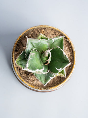 【一点もの】アガベ・チタノタ 南アフリカダイヤモンド Table-M  #2