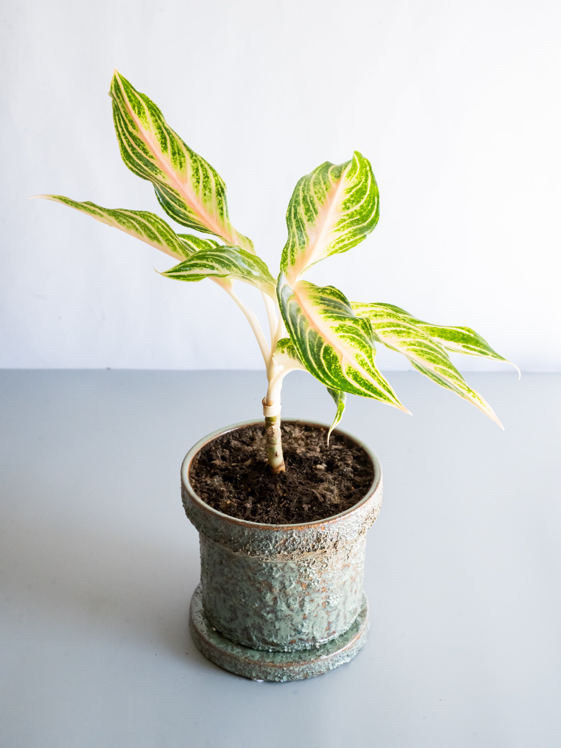 【一点もの】アグラオネマ・ピンクパナマ Table-L #7