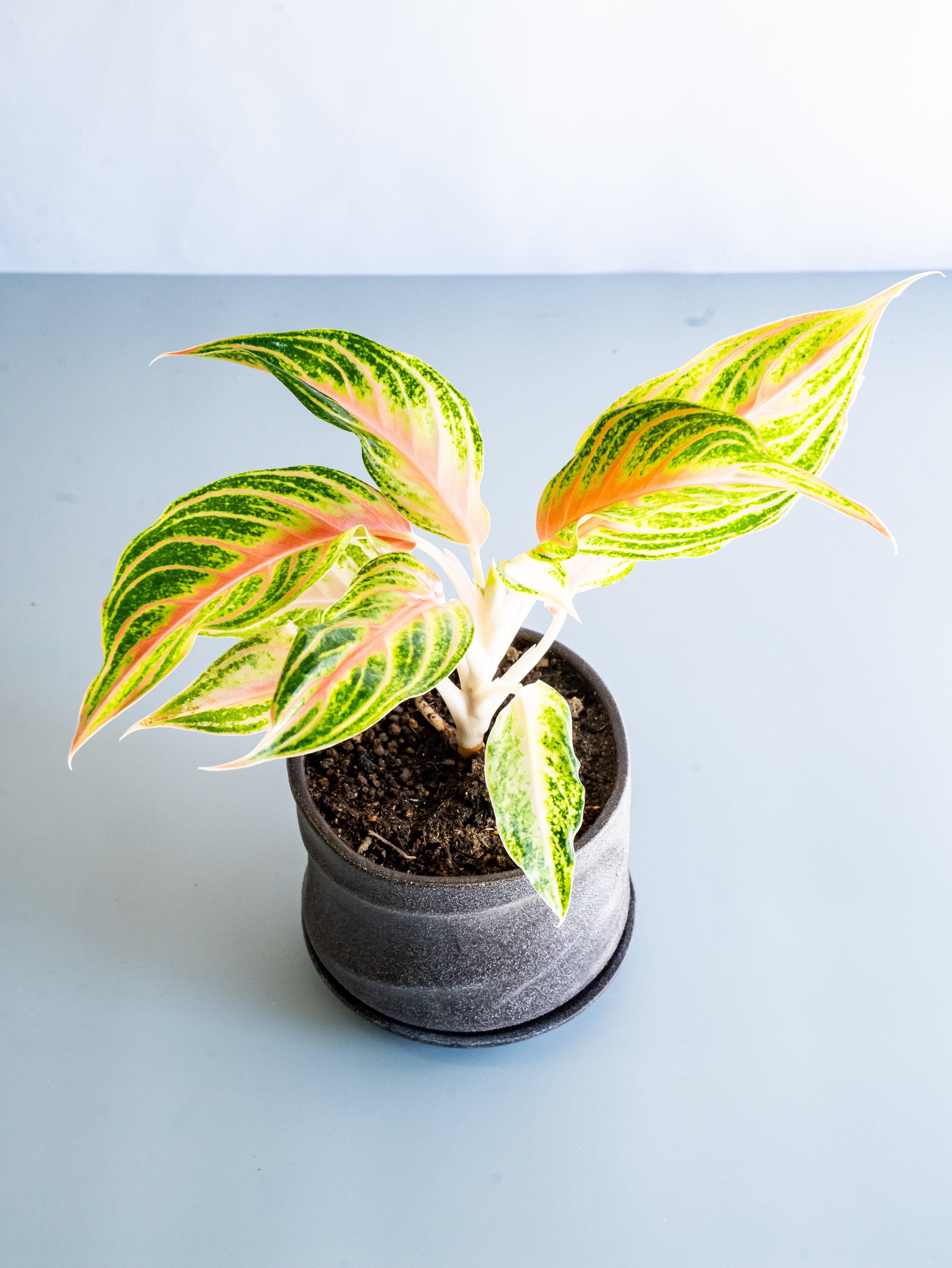 【一点もの】アグラオネマ・ピンクパナマ Table-L #1