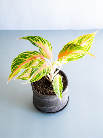 【一点もの】アグラオネマ・ピンクパナマ Table-L #1