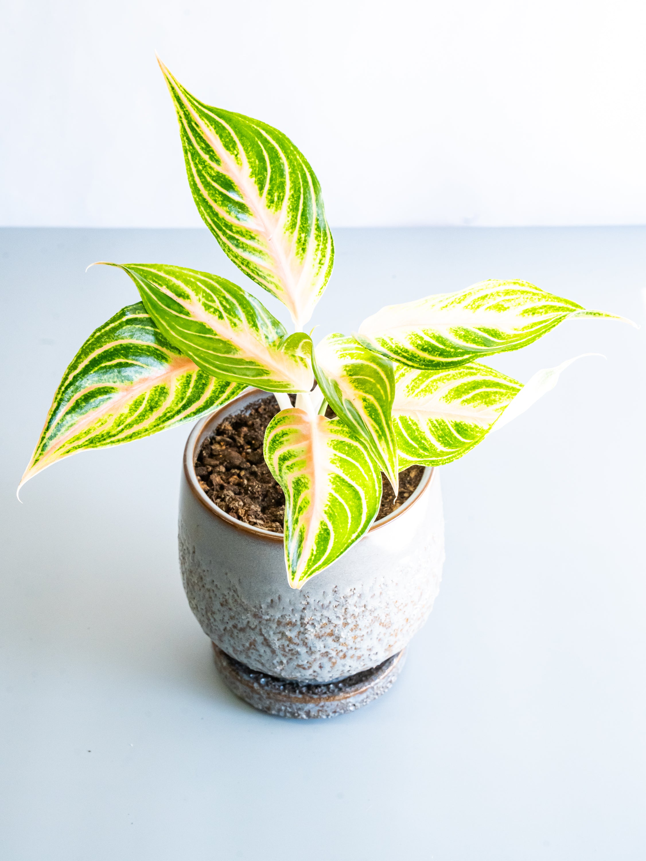 【一点もの】アグラオネマ・ピンクパナマ Table-L #4