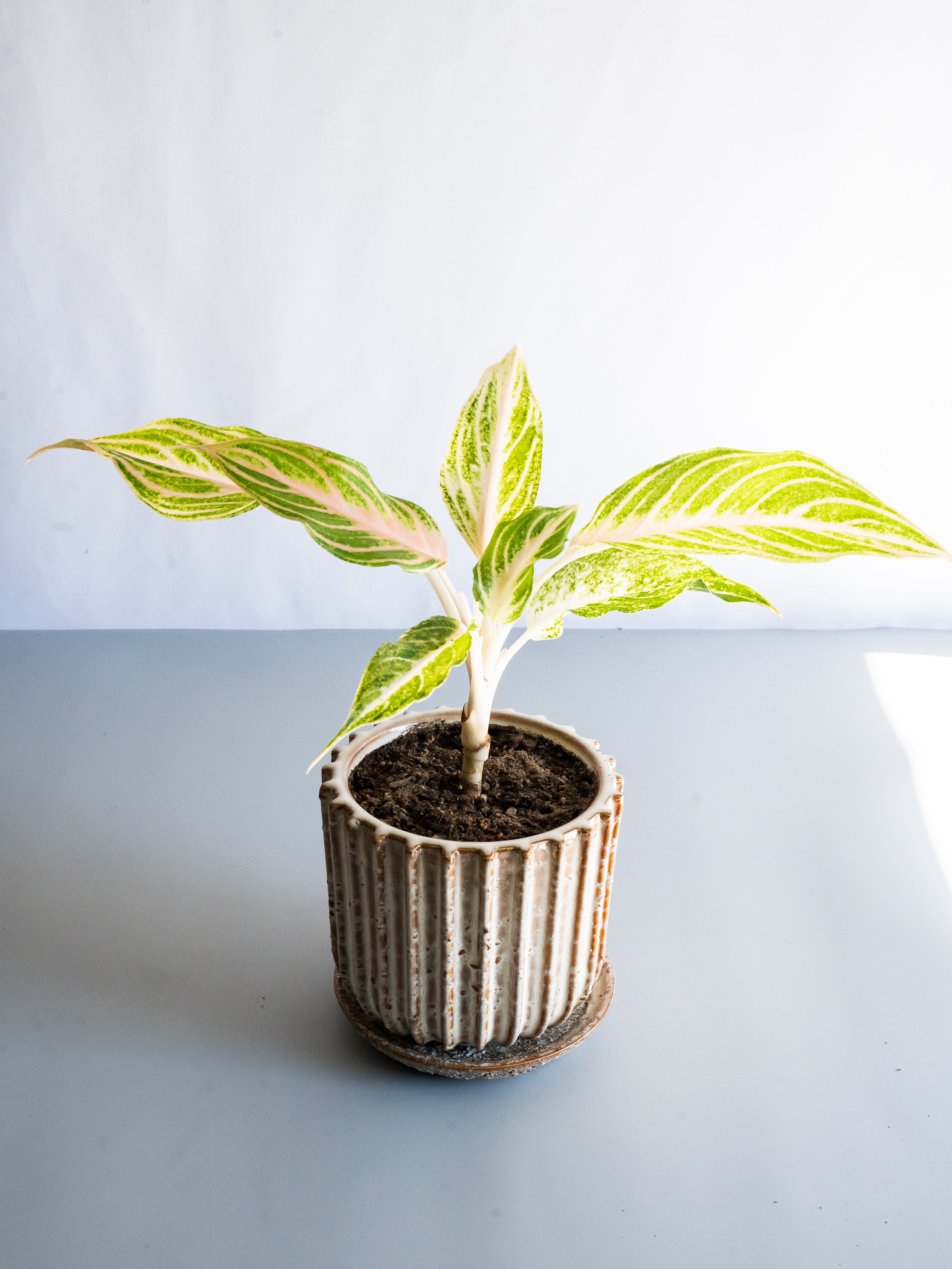 【一点もの】アグラオネマ・ピンクパナマ Table-L #5