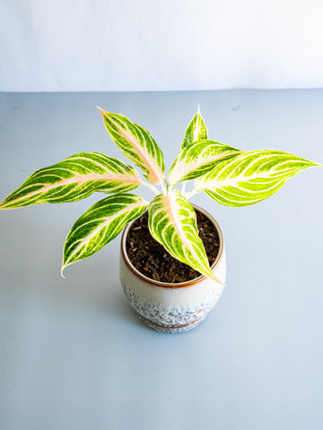 【一点もの】アグラオネマ・ピンクパナマ Table-L #3