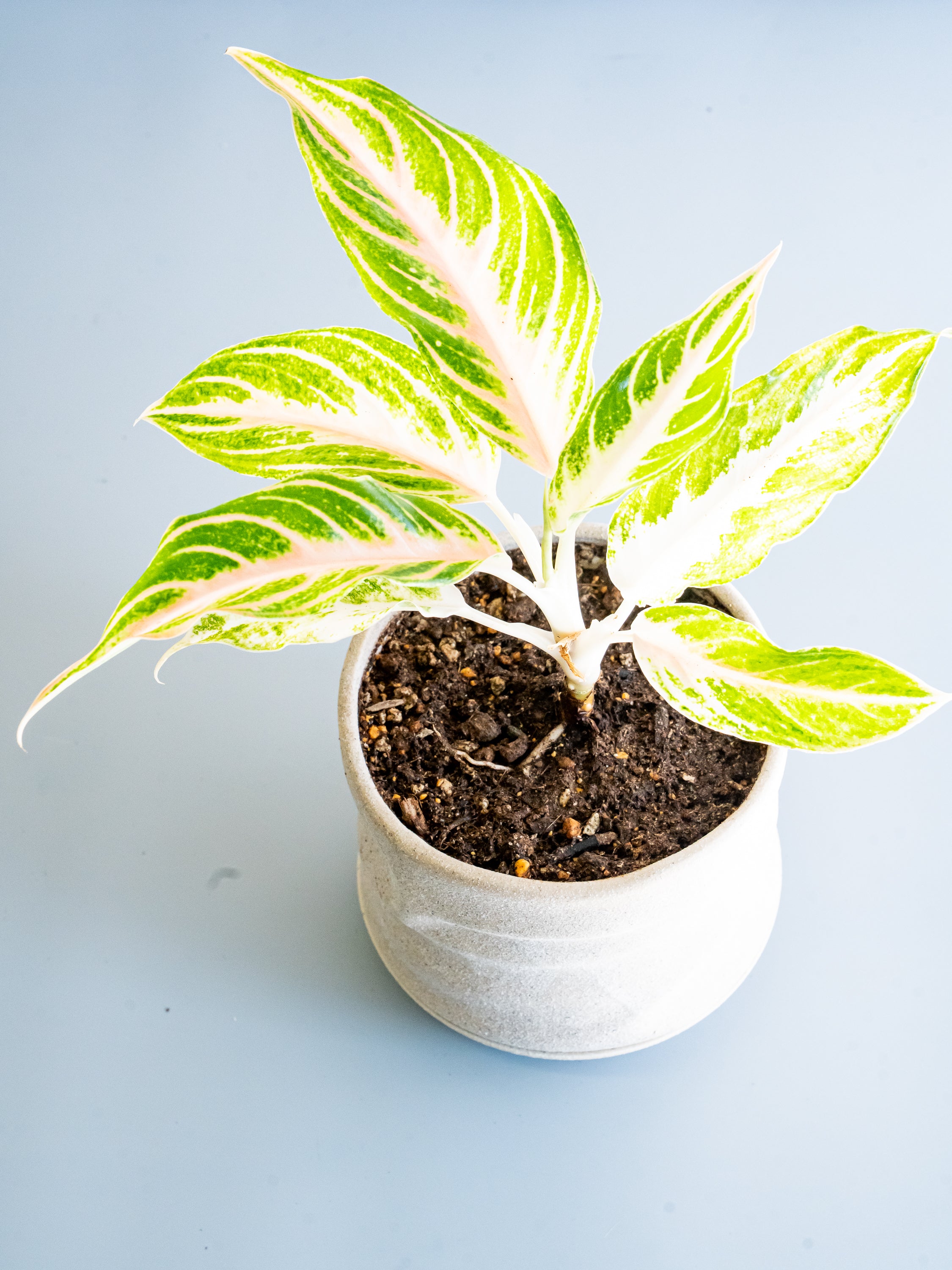 【一点もの】アグラオネマ・ピンクパナマ Table-L #2