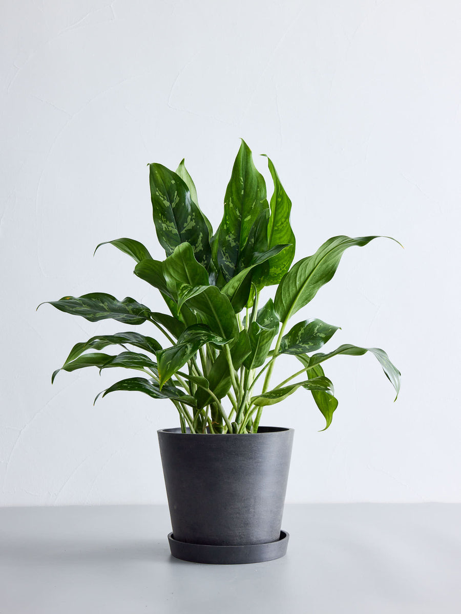 アグラオネマ 6号 | 観葉植物の通販 AND PLANTS (アンドプランツ)