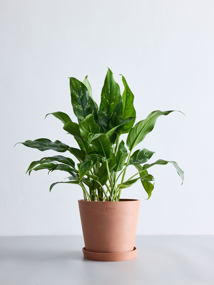 アグラオネマ・マリア | 観葉植物の通販 AND PLANTS (アンドプランツ)
