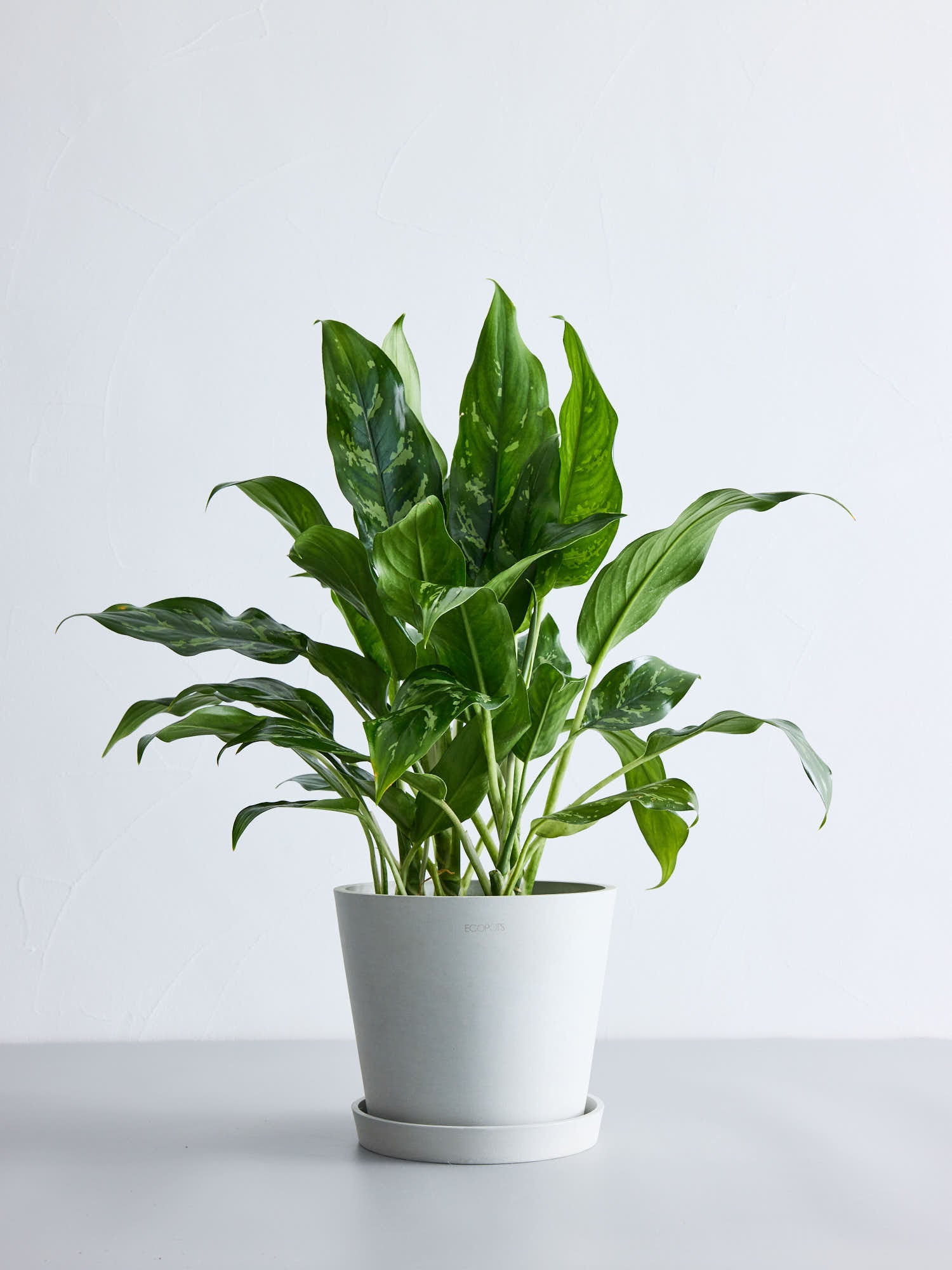 アグラオネマ・マリア S | 観葉植物の通販 AND PLANTS (アンド